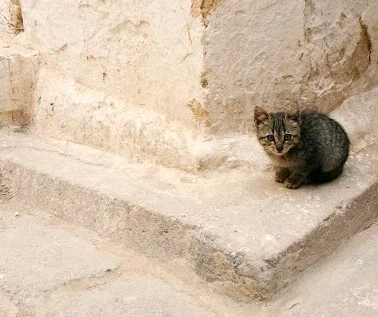 Cute kitties appear around every corner you turn in the medina of Fès