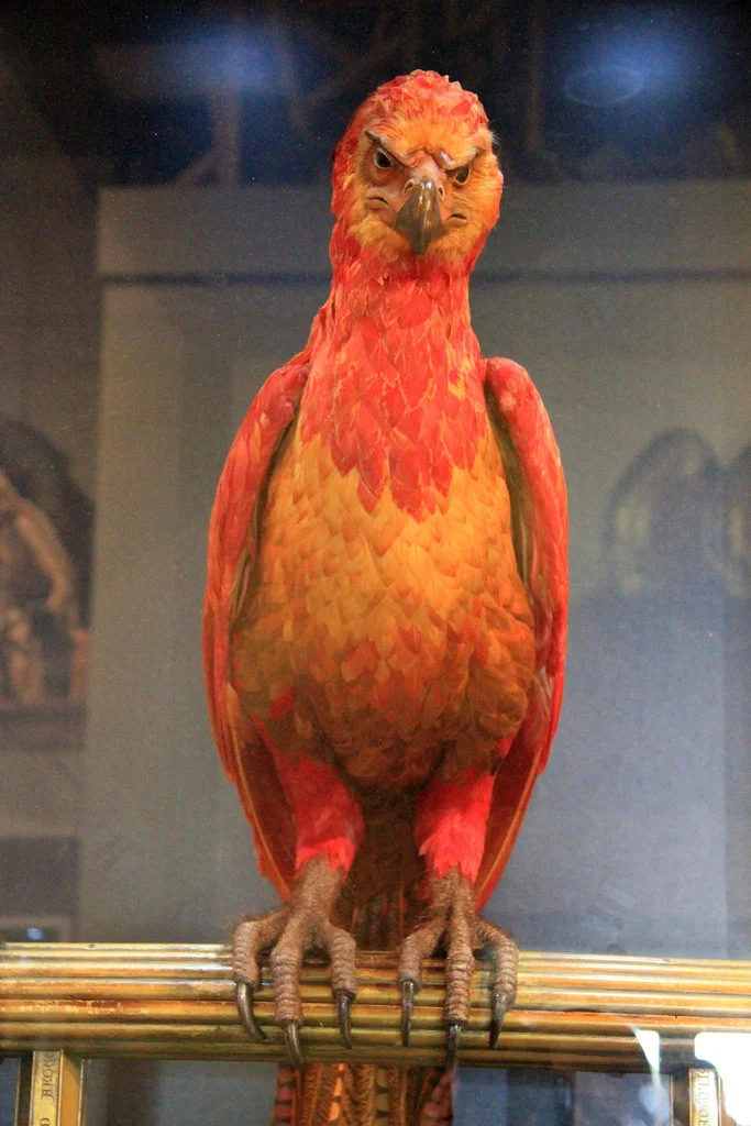 Dumbledore’s phoenix, Fawkes, from an exhibit on The Making of Harry Potter