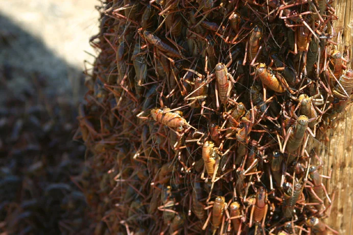 Is this a natural swarm of insects — or the result of a Native American curse?