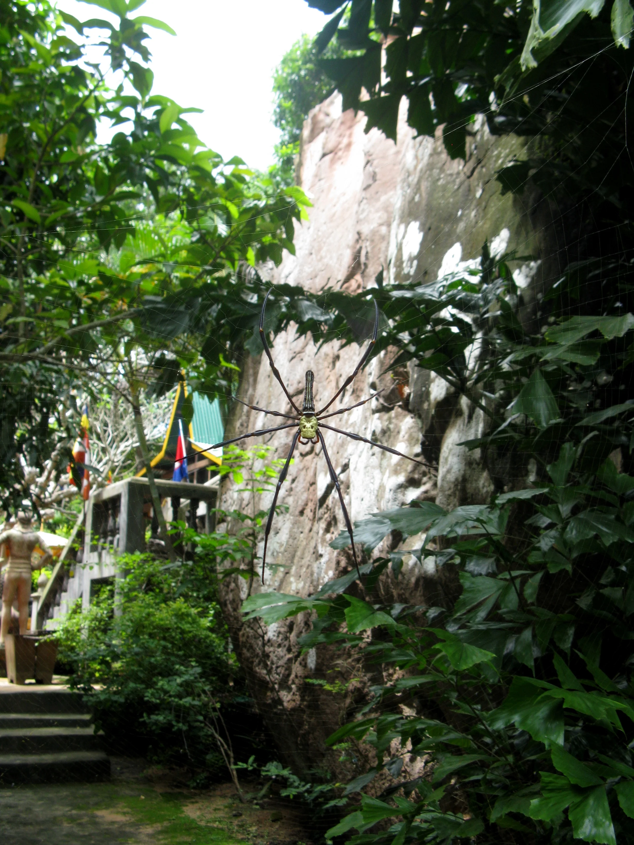 The venomous death's head spider Wally almost walked into