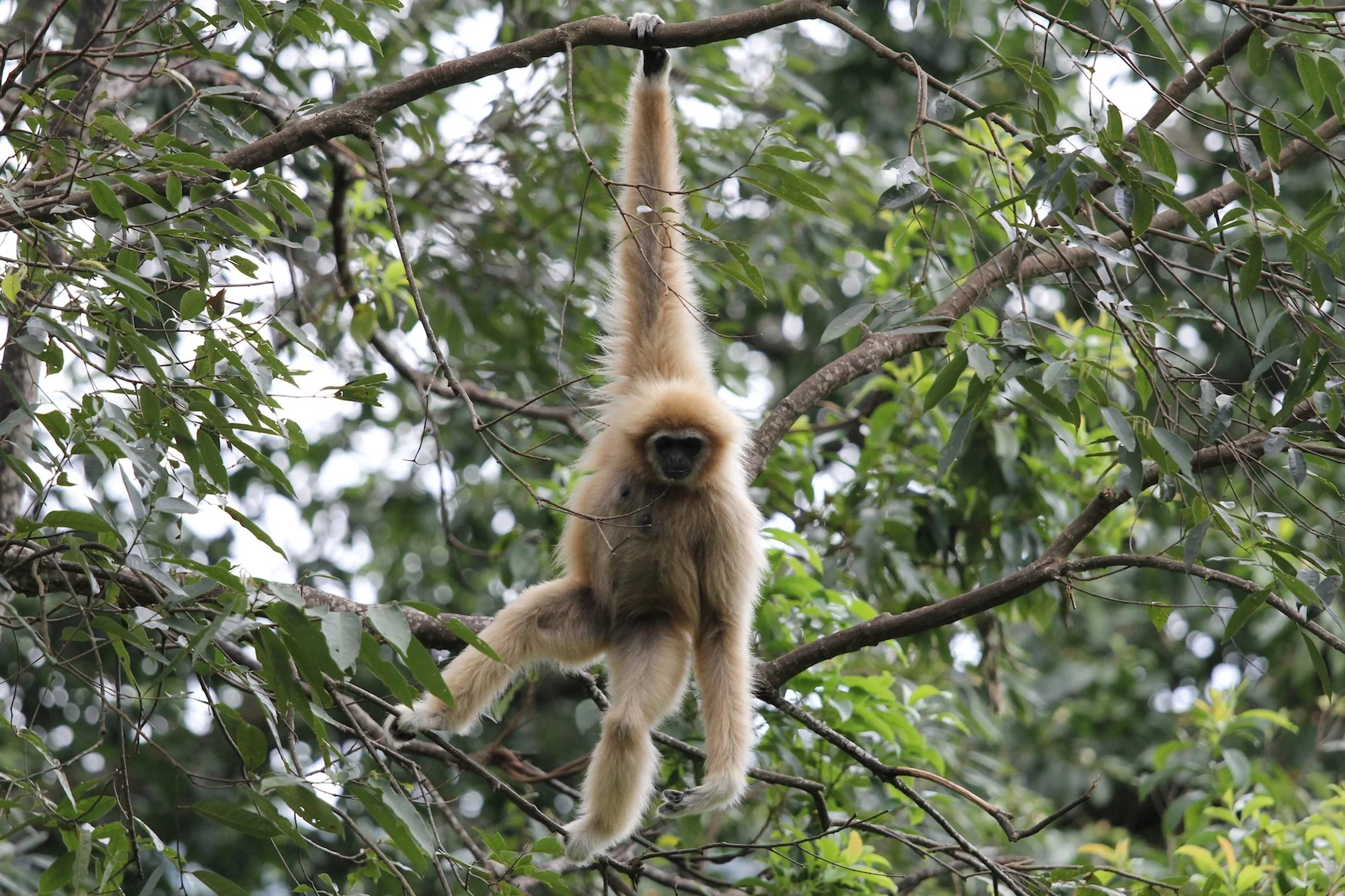 Flight of the Gibbon: A Zipline Chiang Mai Adventure