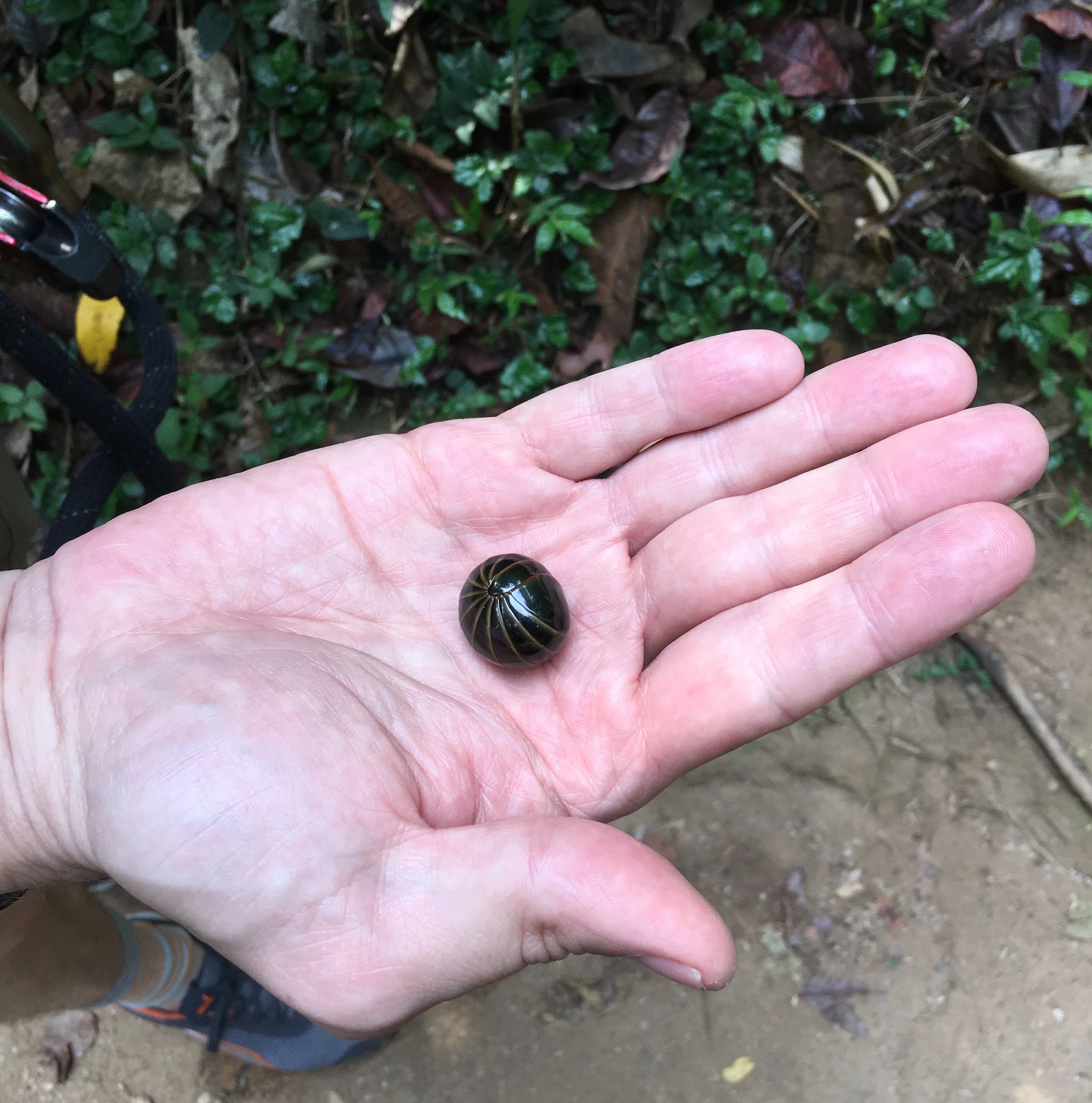 A roly-poly rolls up into a ball — and became ammunition for a prank amongst the sky rangers 
