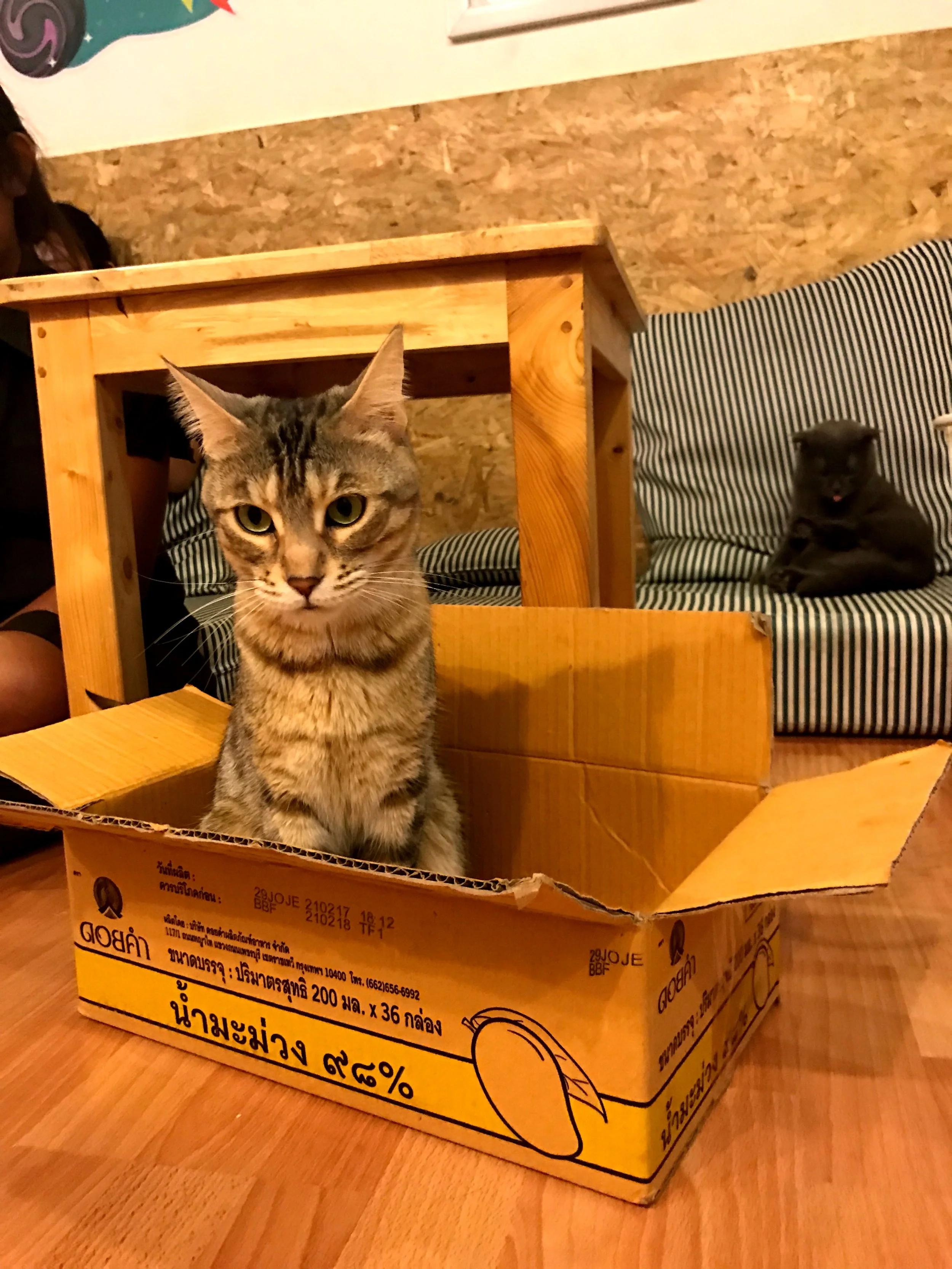 Catmosphere Cat Cafe