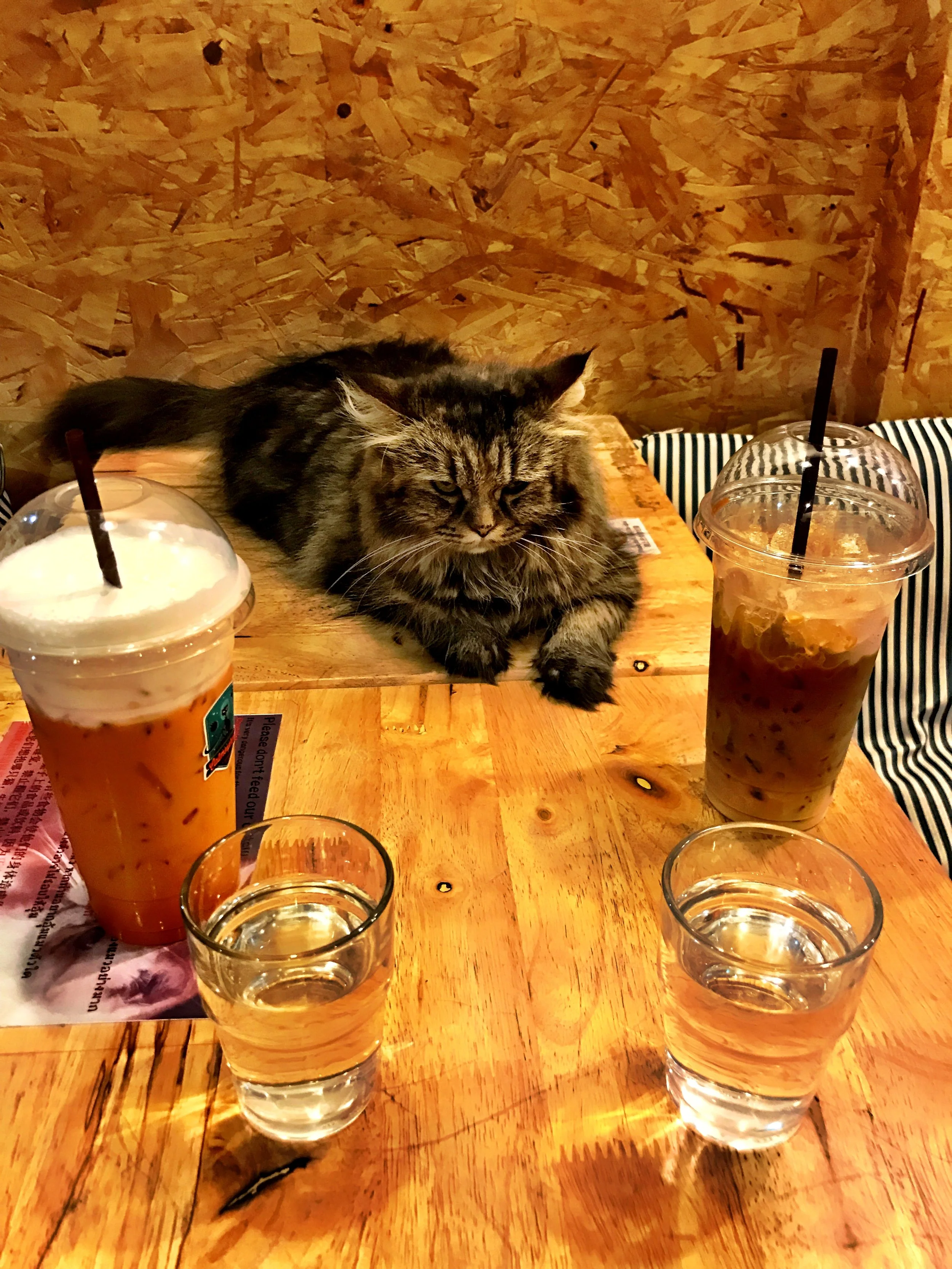 Zoey graced us with her presence, sleeping on our table for most of our visit