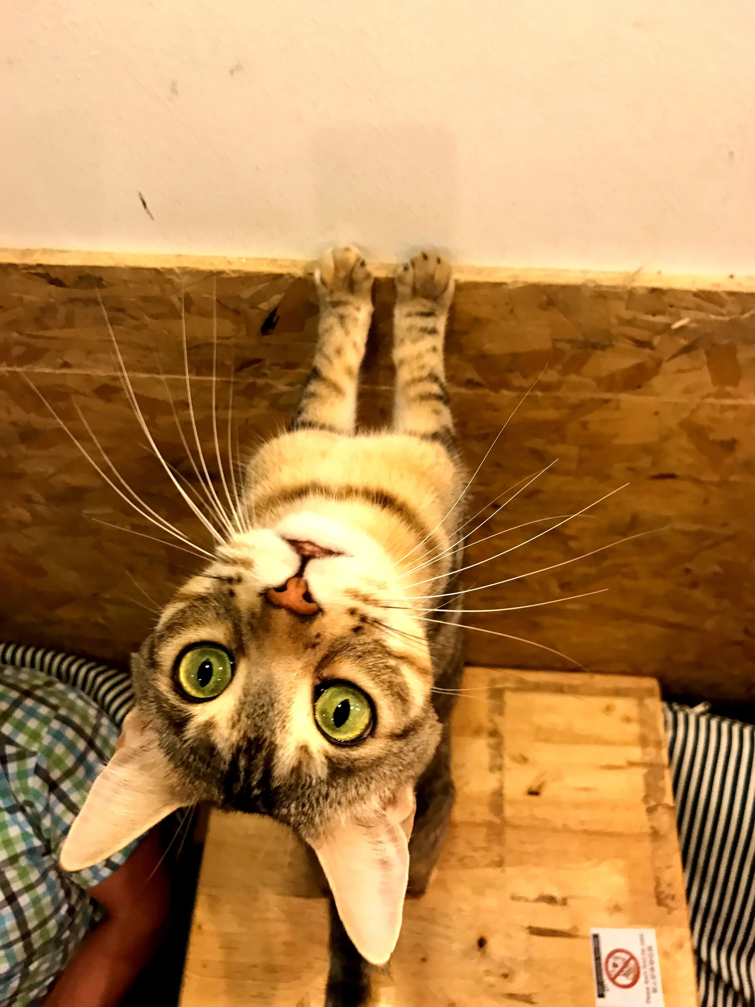 This rapscallion is named Eve. She darts about the café, causing a ruckus, looking adorable all the while