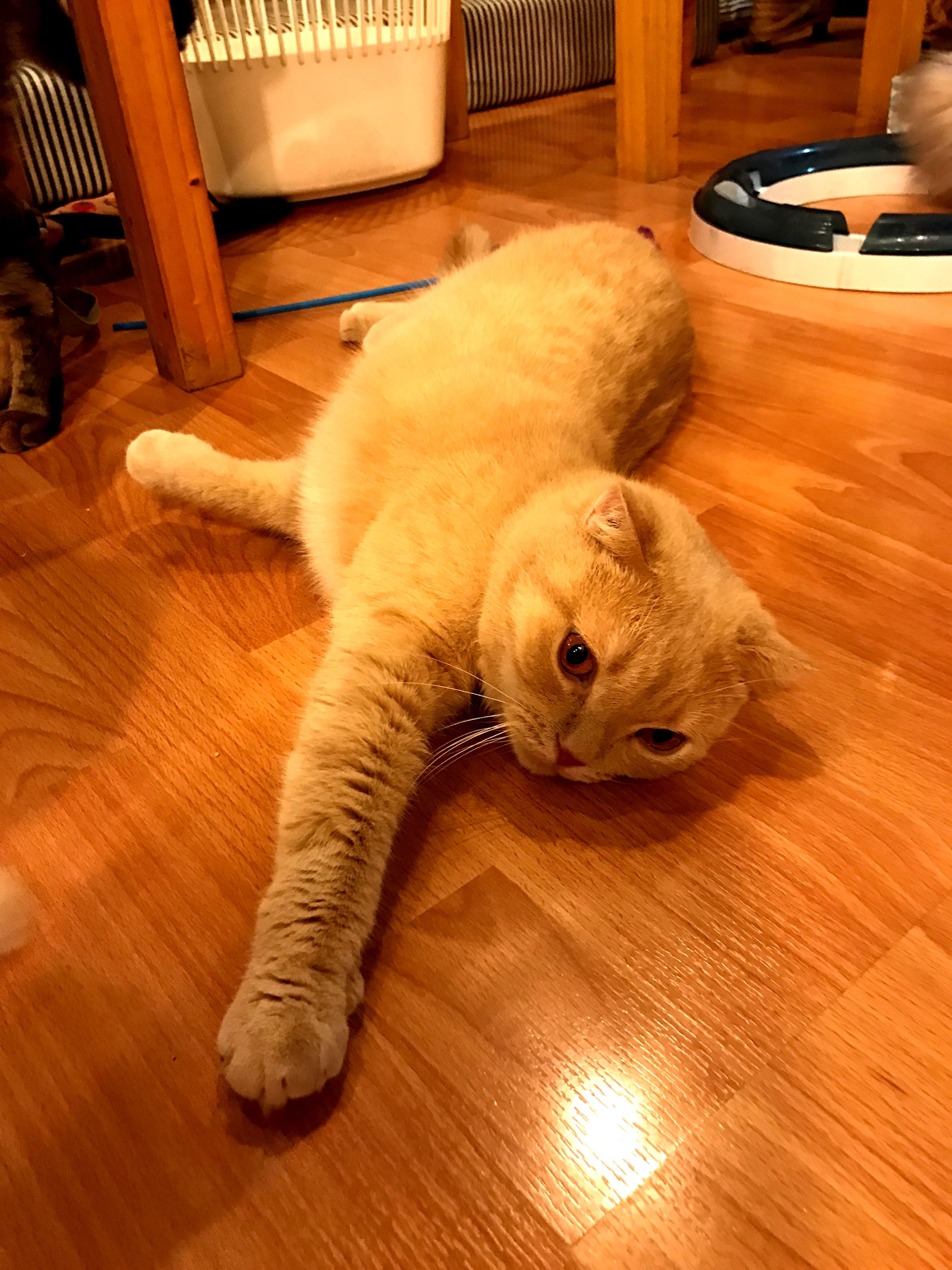 stretchykitty.jpeg