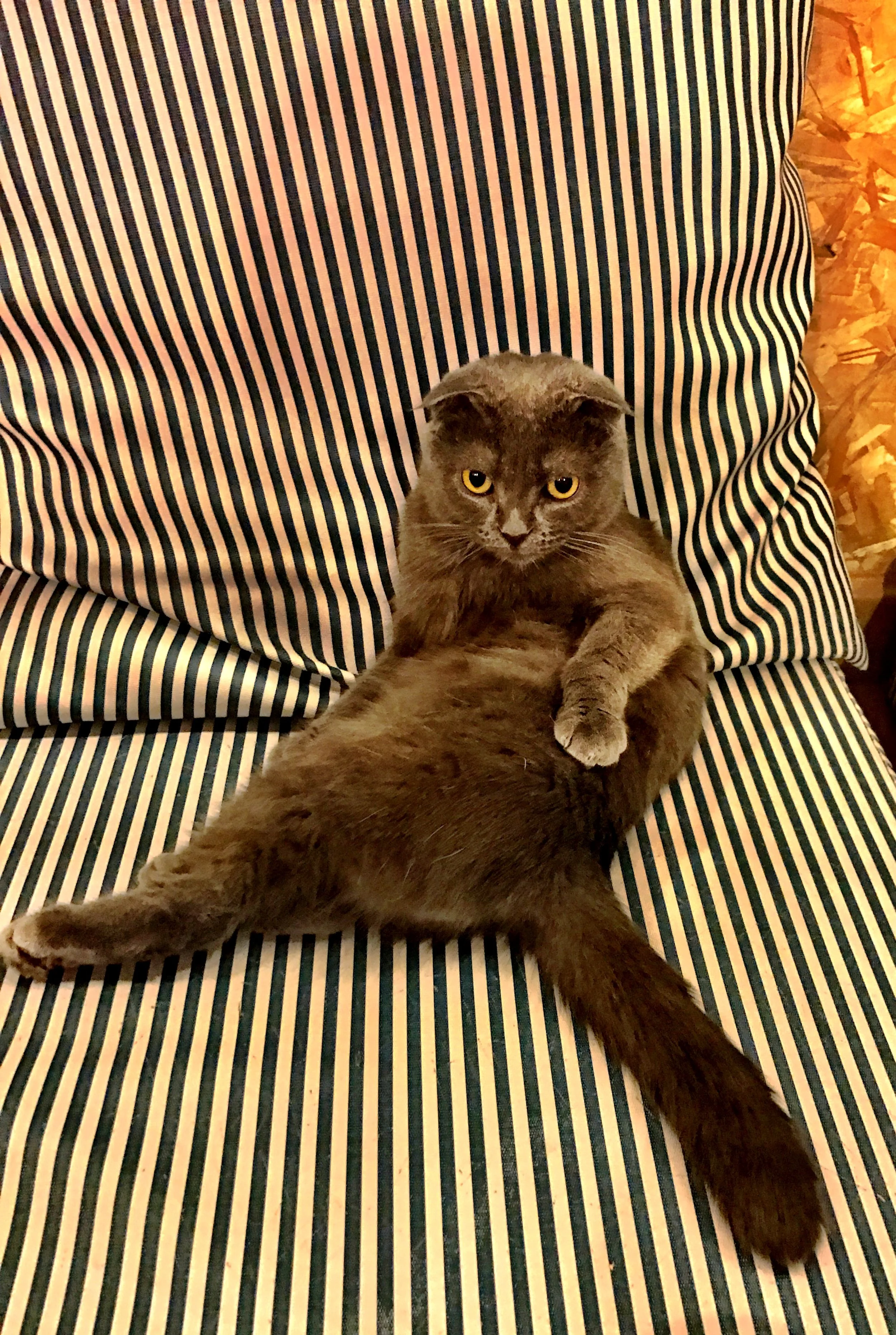 Wally named this one the Duchess — but later found out his name was Luke