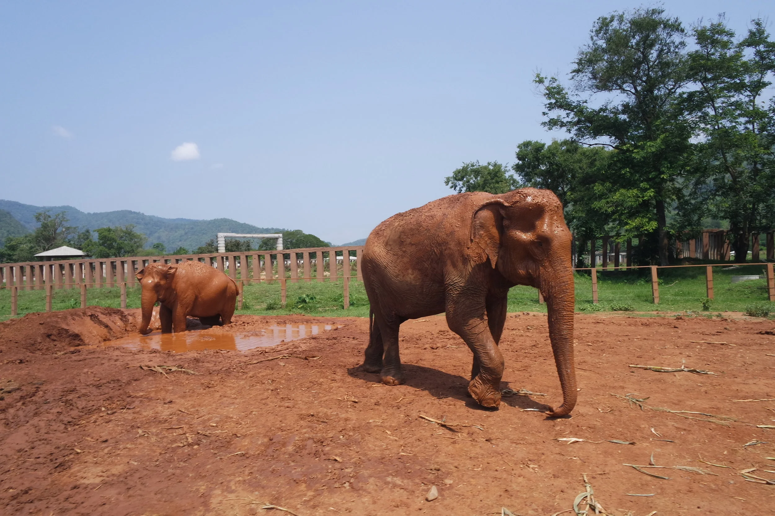Why Elephant Trekking and Elephant Rides Are Evil