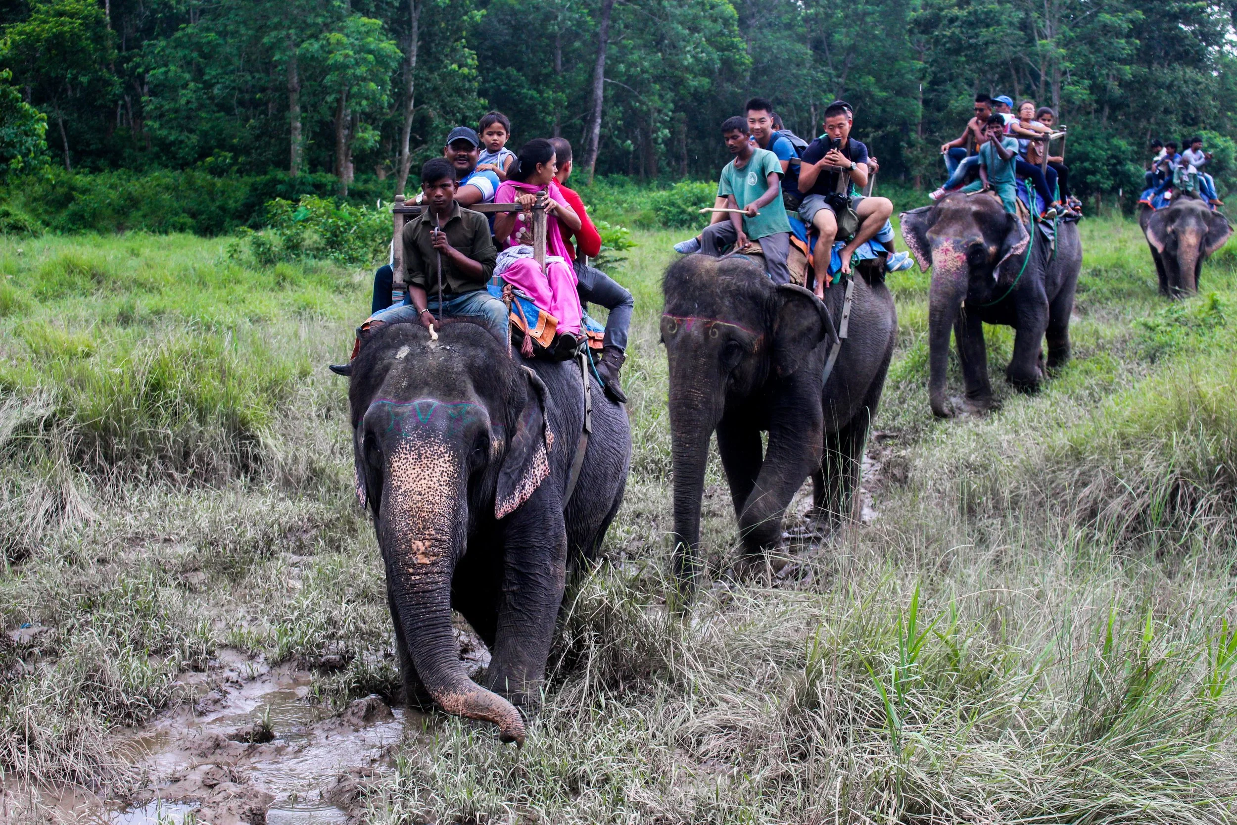 Why Elephant Trekking and Elephant Rides Are Evil