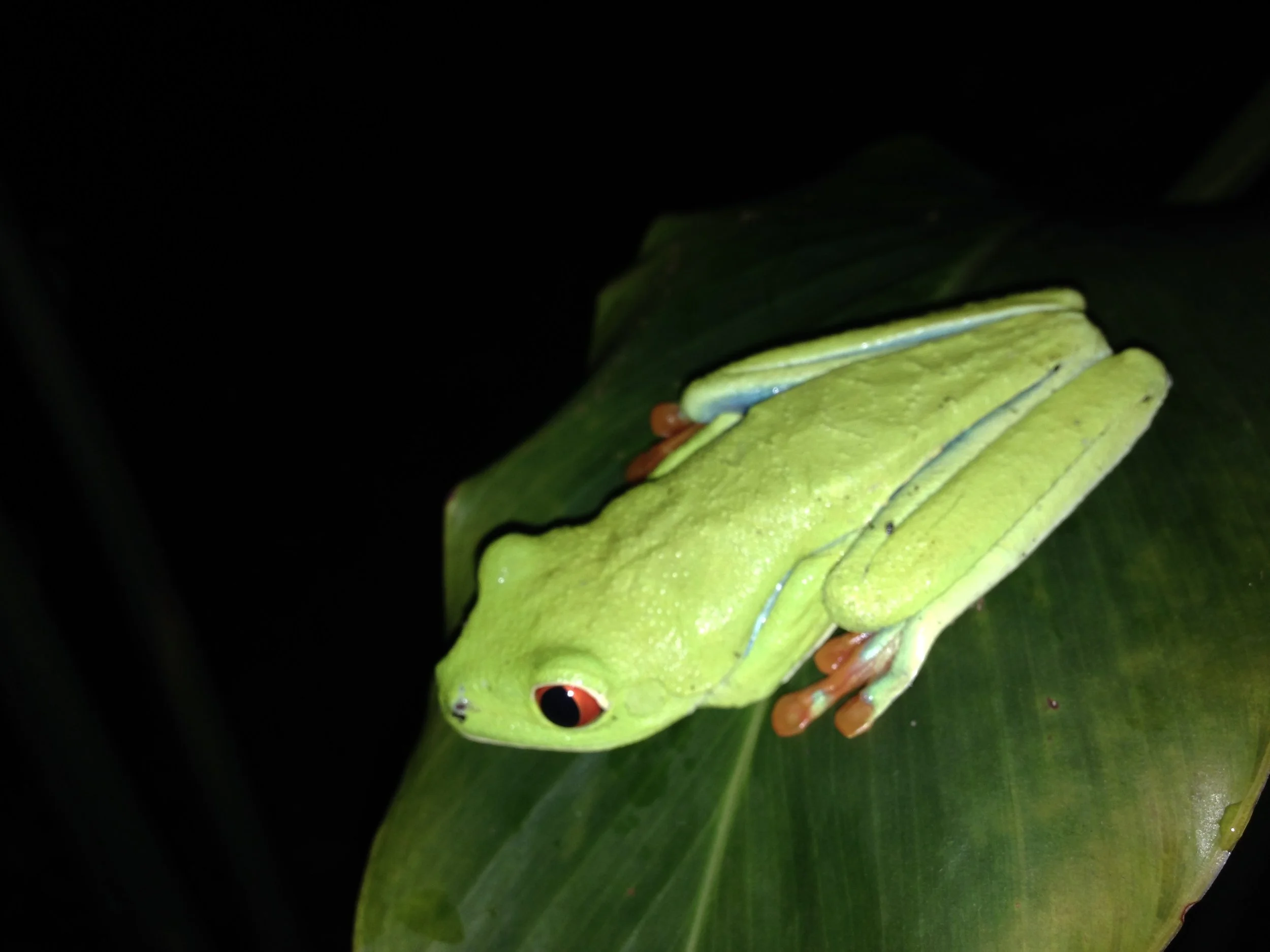 A Costa Rican red-eyed tree frog. There are thousands of types of frogs in Costa Rica, many that exist only there. Allison took this picture near Arenal Volcano