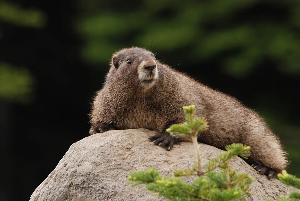 Marmots, like this fellow, really know how to get a good night’s sleep