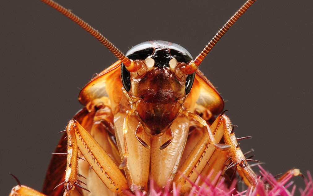 Are you as depressed as this cockroach?