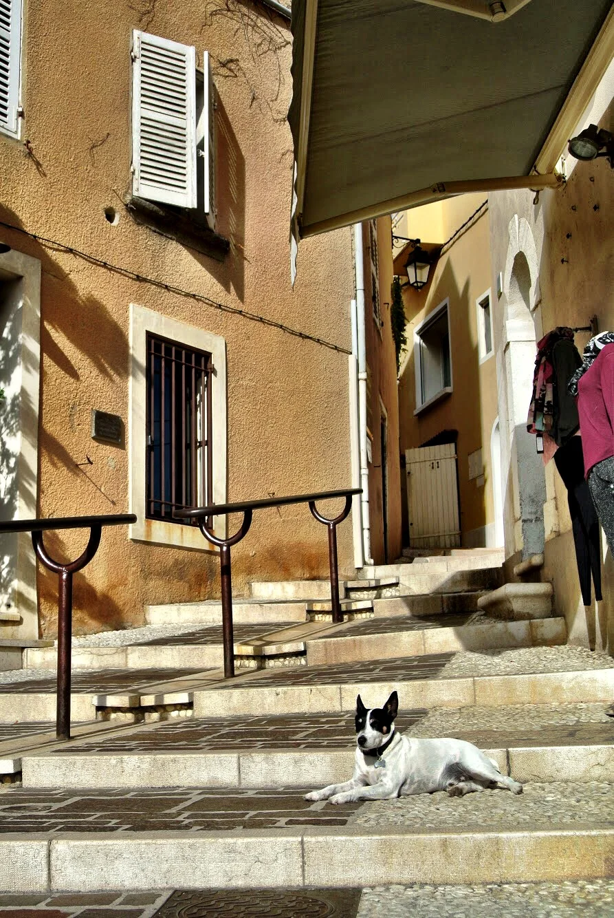 This chien has the right idea — Cassis has a laidback vibe