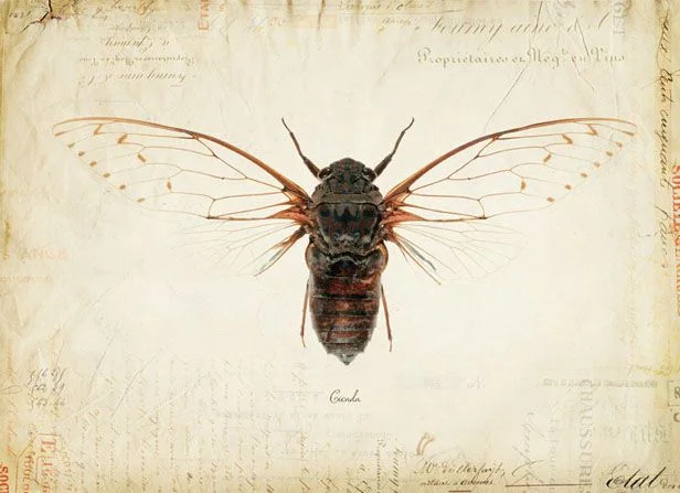 La Cigale: Why the Cicada Became the Symbol of Provence