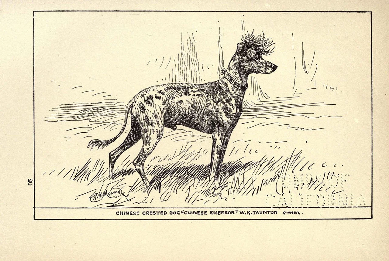 dog.jpg