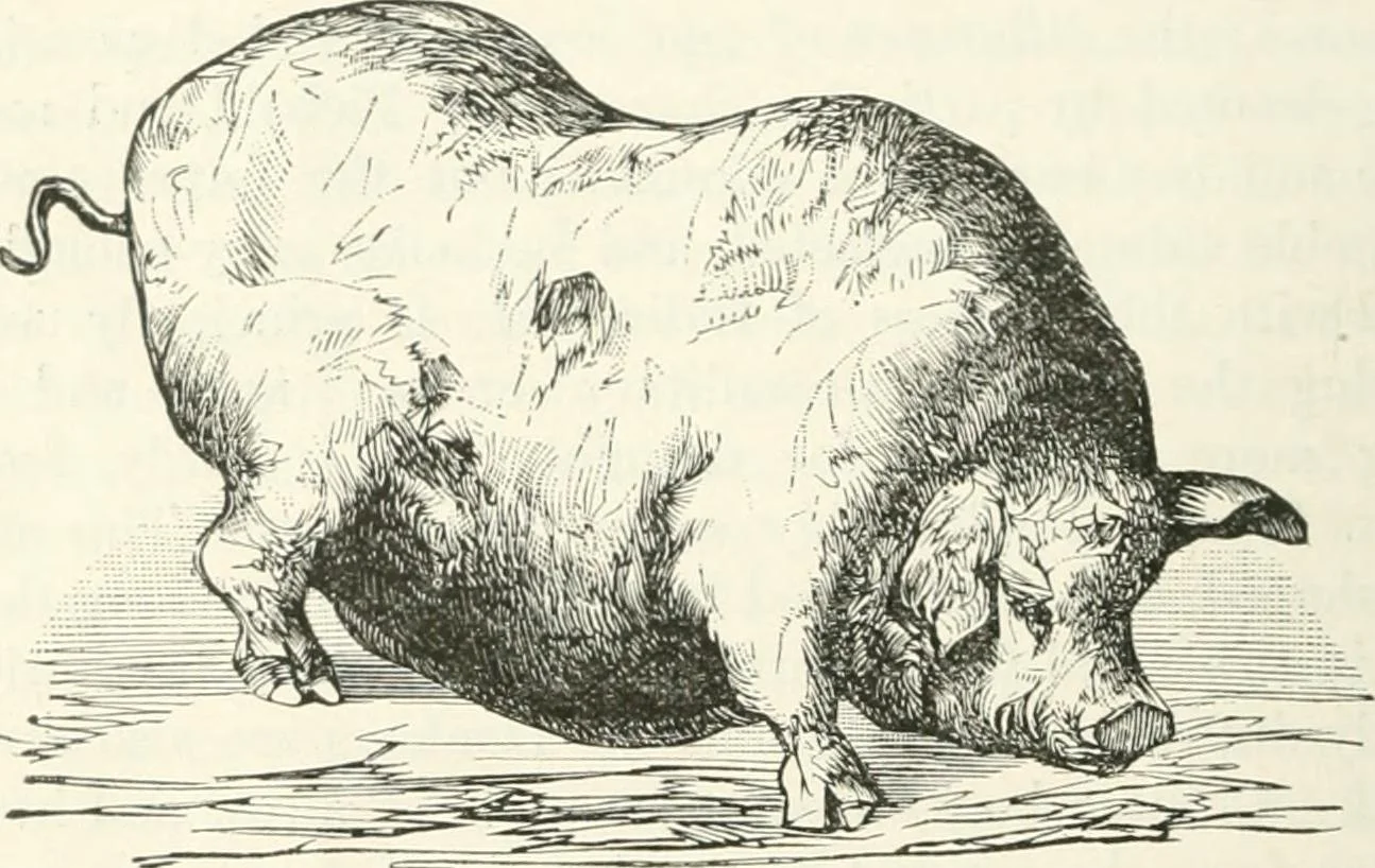 pig.jpg
