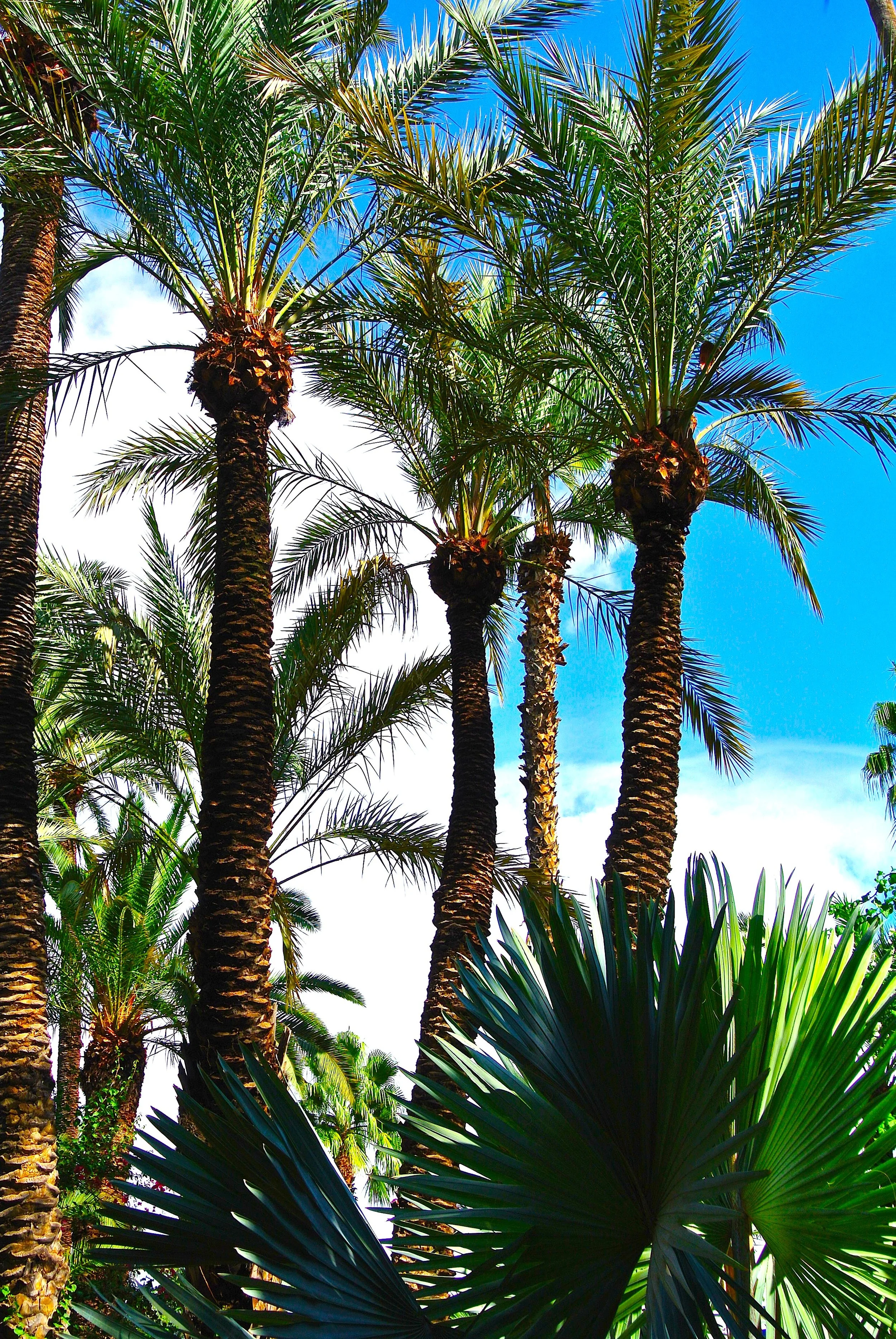 majorellepalms.JPG