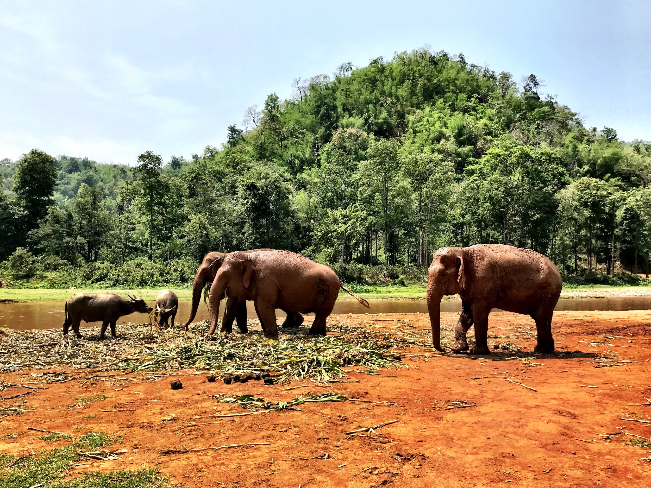 Water buffalo coexist with the elephants at the park, one of the highest-rated sanctuaries in Northern Thailand