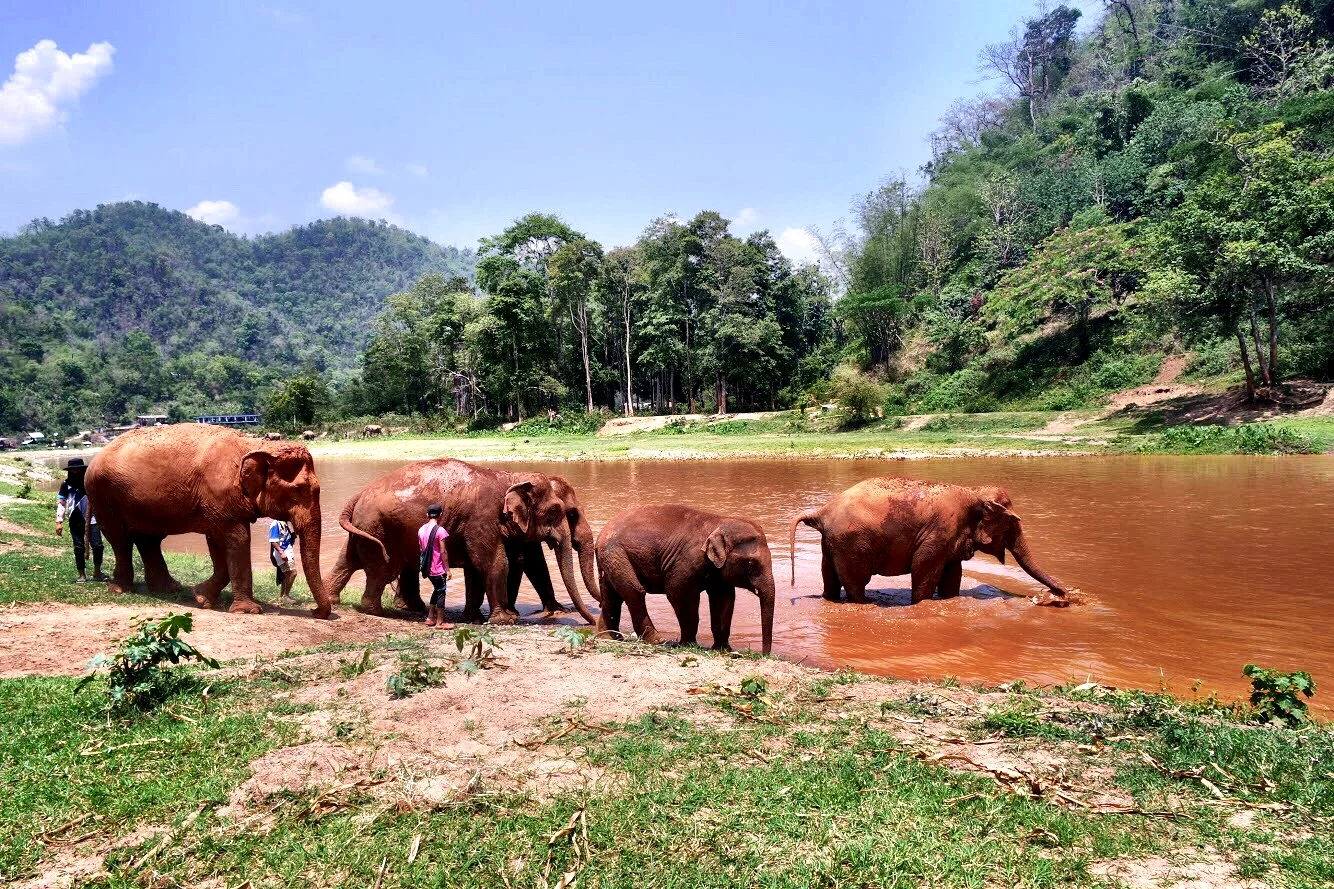 The elephants cool off in the water and use their trunks to spray themselves