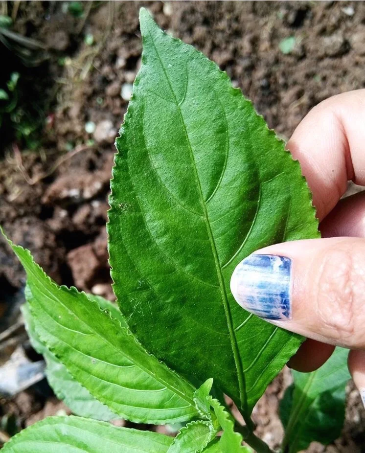 The Baphicacanthus cusia Bremek plant, or hom, can be used to make indigo