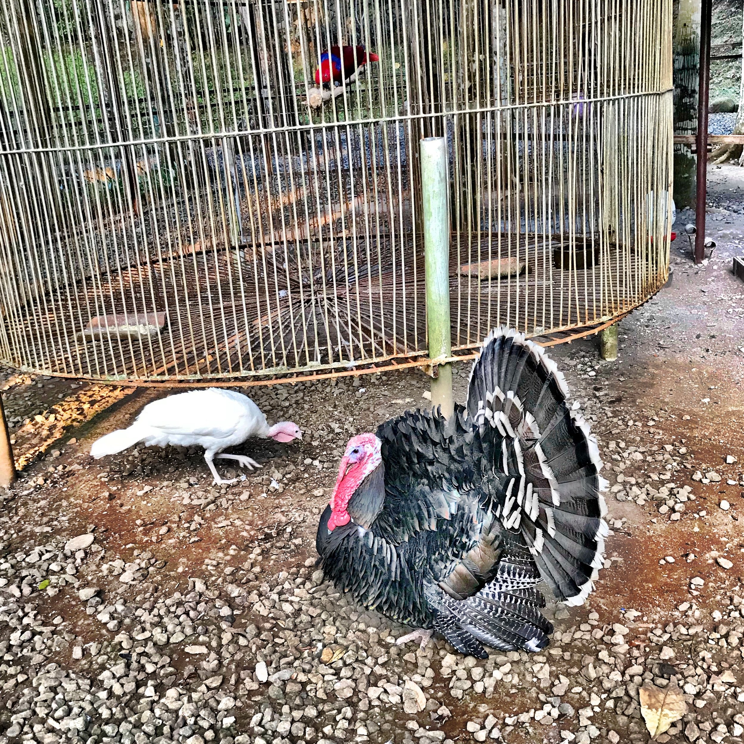 plataranturkeys.JPG