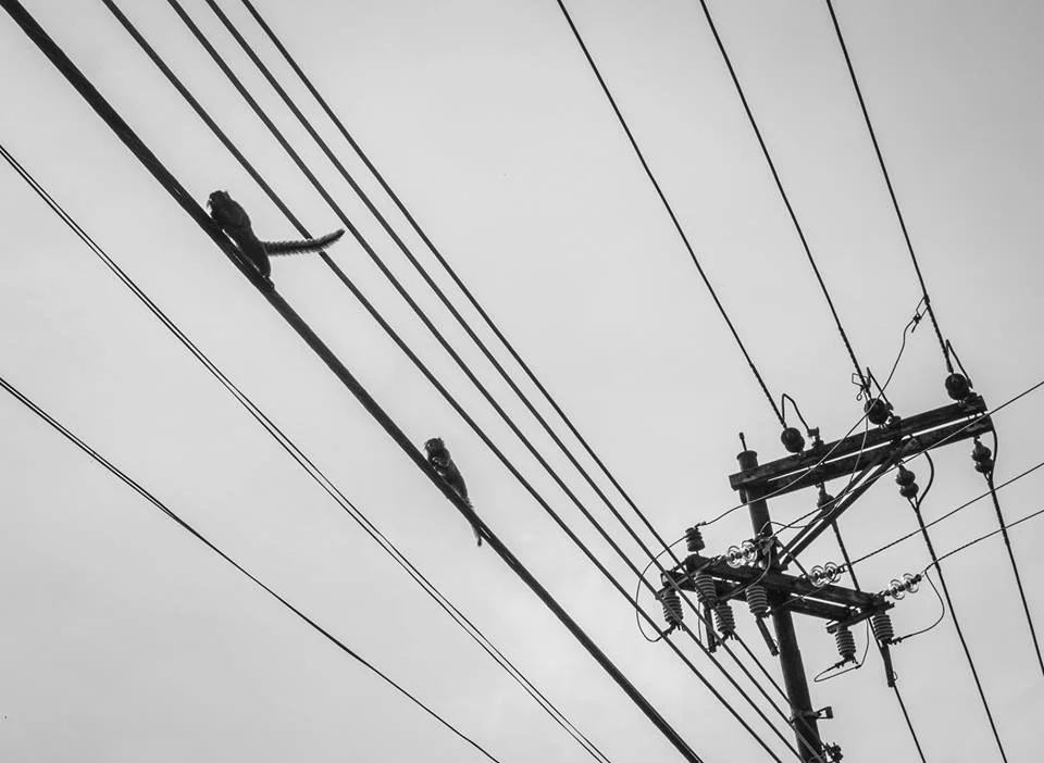 Marmosets crawl along power lines all over the city