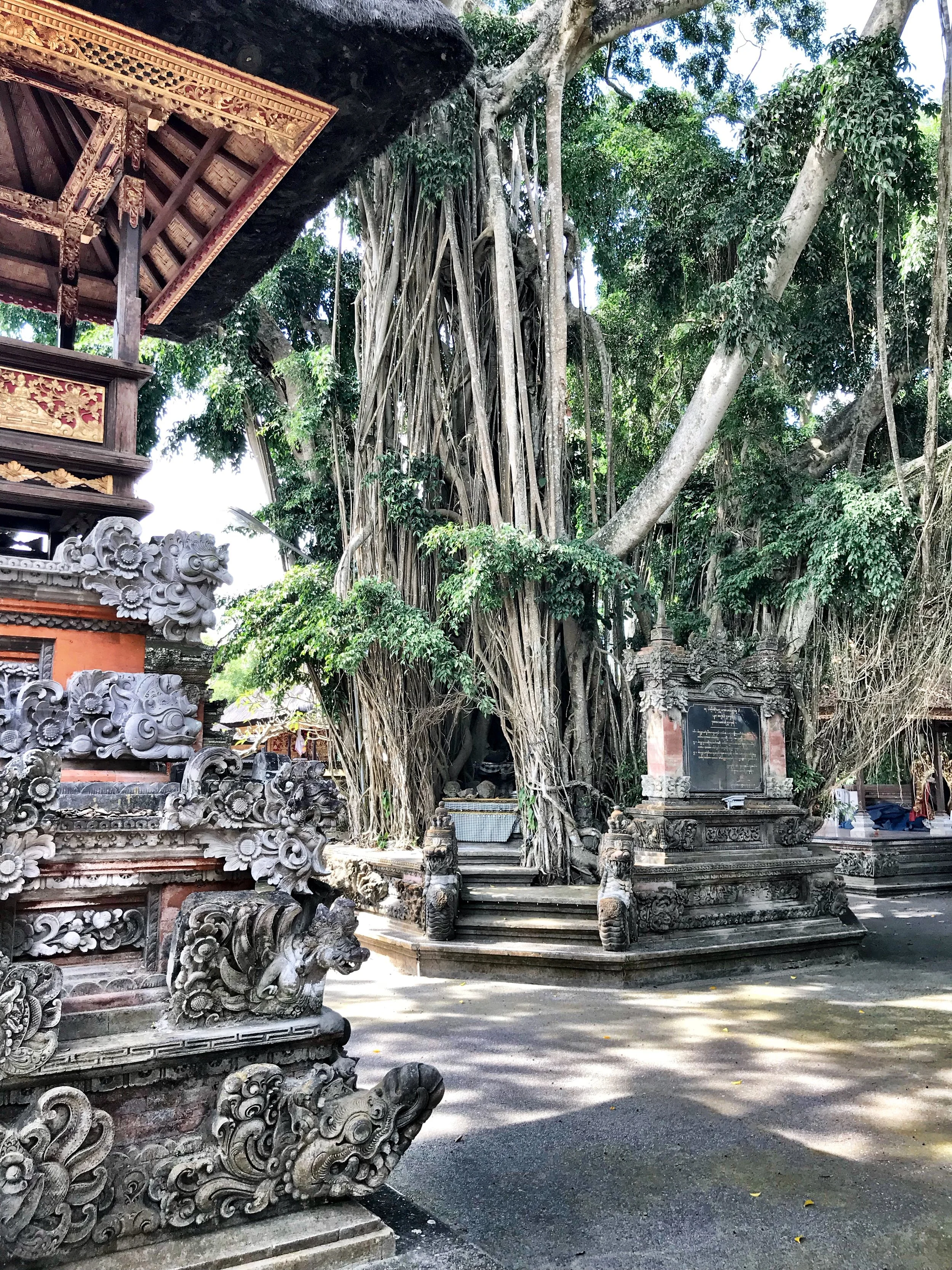 Banyan trees, with their roots that grow from above, are amazing works of nature