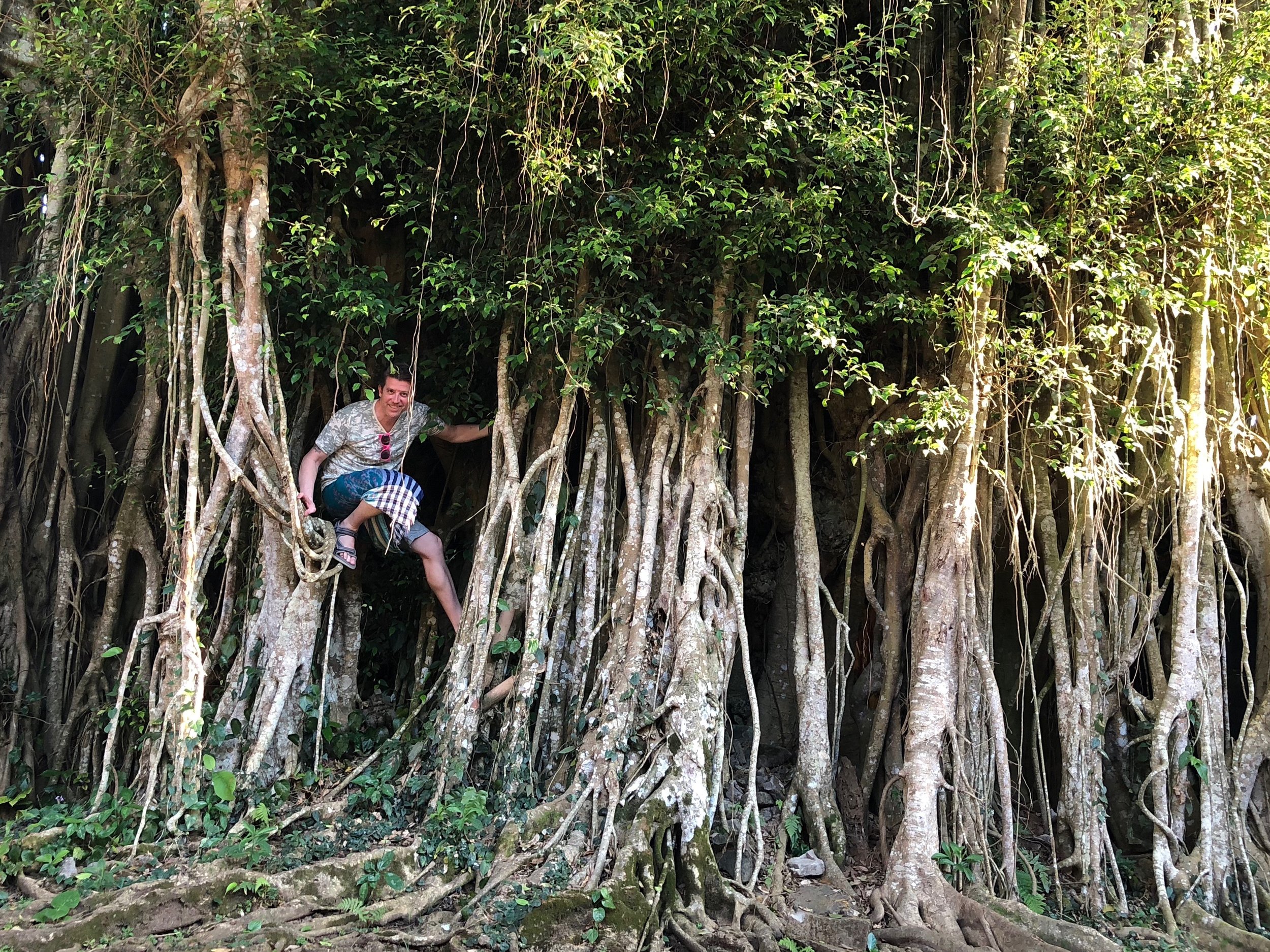 Wally climbs in the roots of the largest banyan tree he’s ever seen