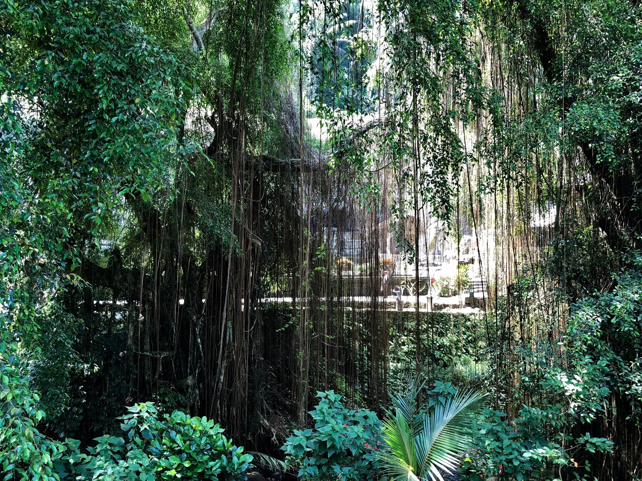 The other side of the river can be seen through curtains of banyan roots