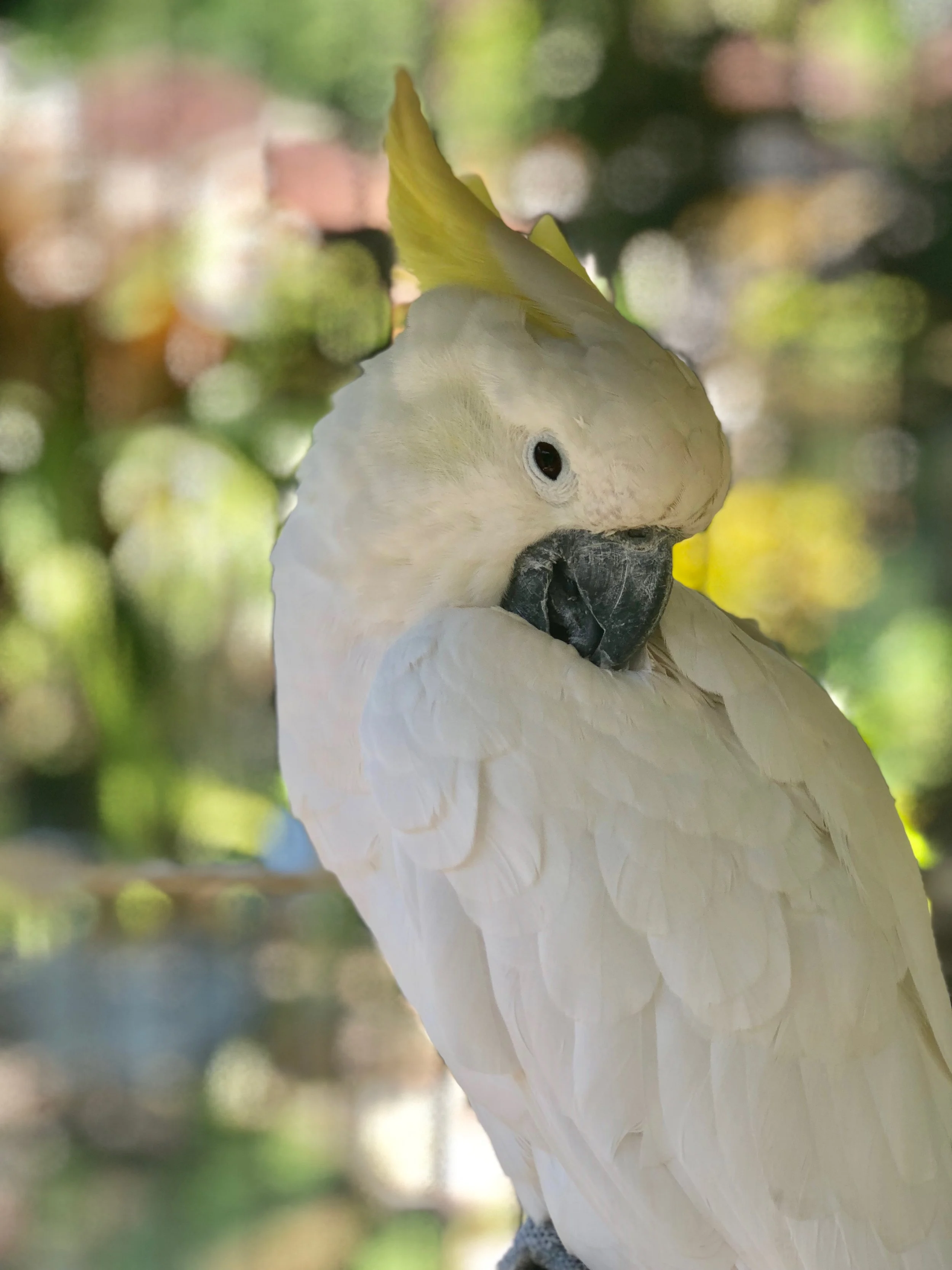A striking cockatoo with a sulphur-yellow crest