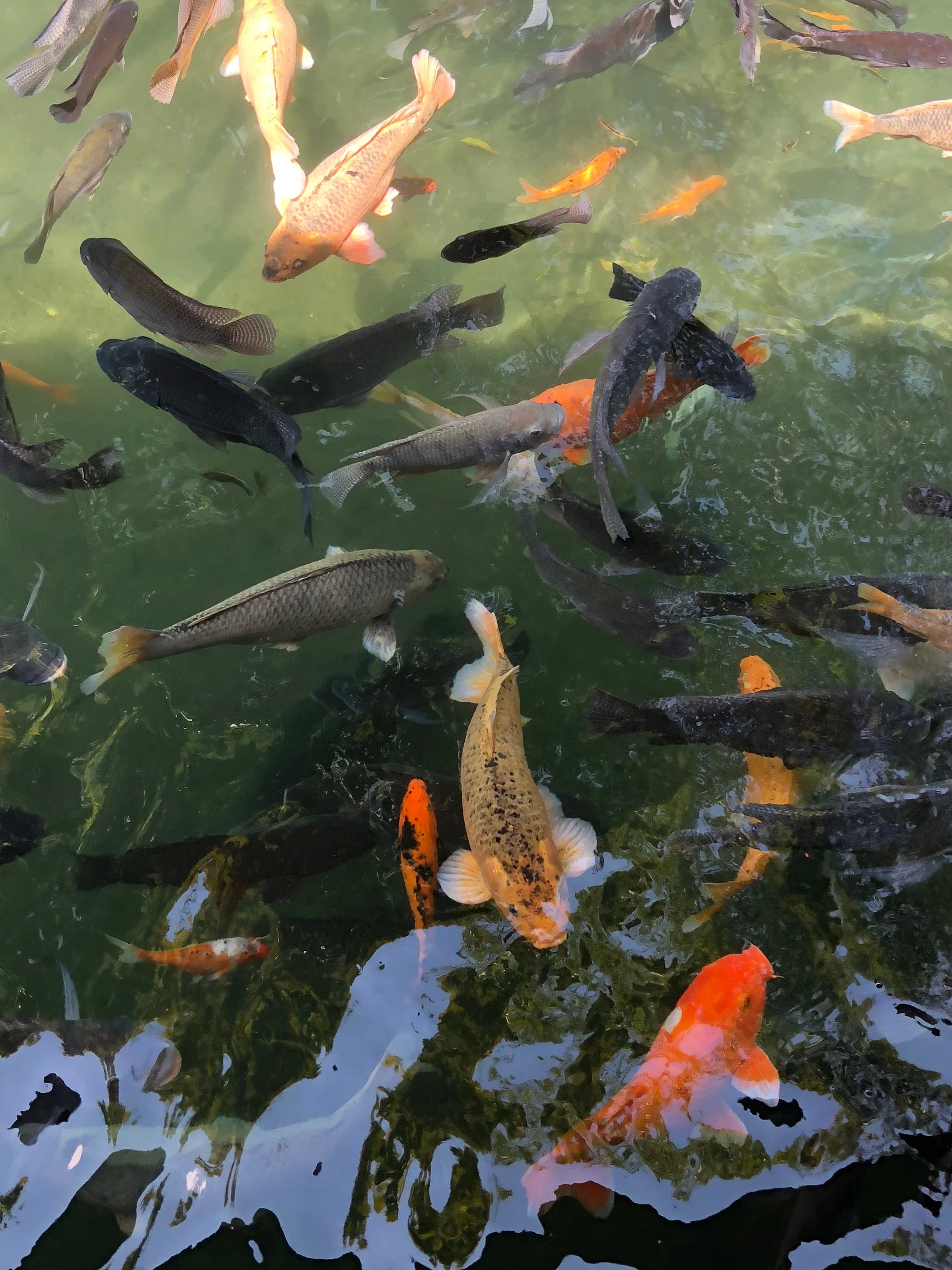 Holy carp! The pool is filled with koi and isn’t a place for bathing