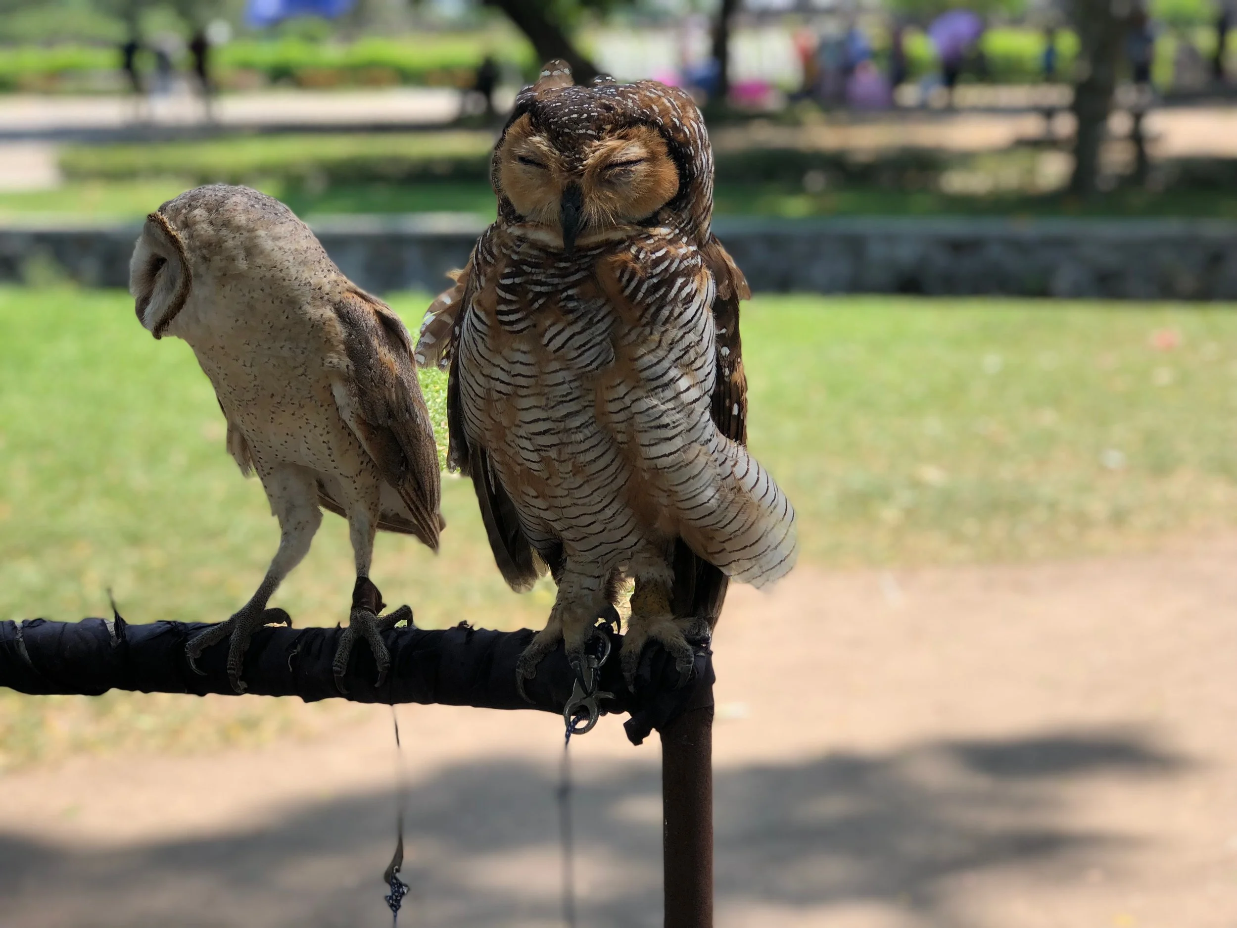 Whooo dat? We were surprised to pass some owls en route to the main temples