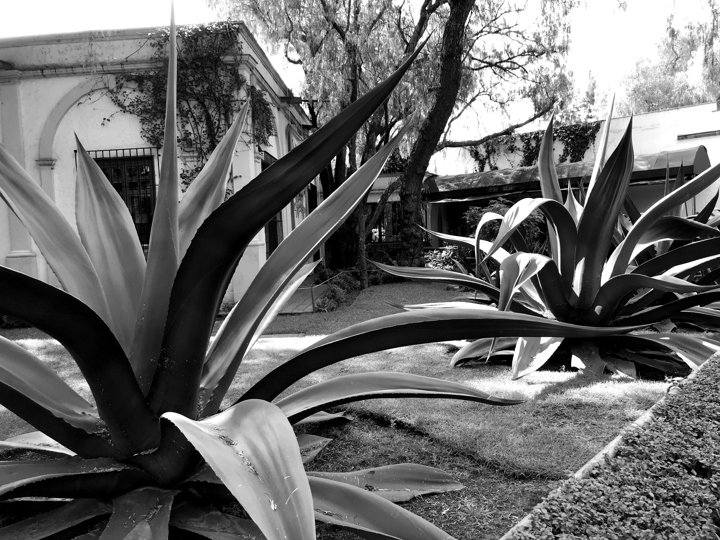 Giant blue agaves