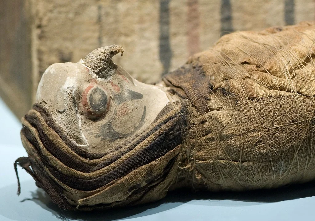 This falcon mummy was a cult animal or an offering to a deity like Horus