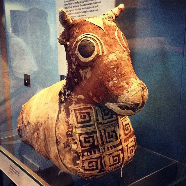 Turpentine enemas and linen butt plugs were involved in the time-consuming process to make a bull mummy