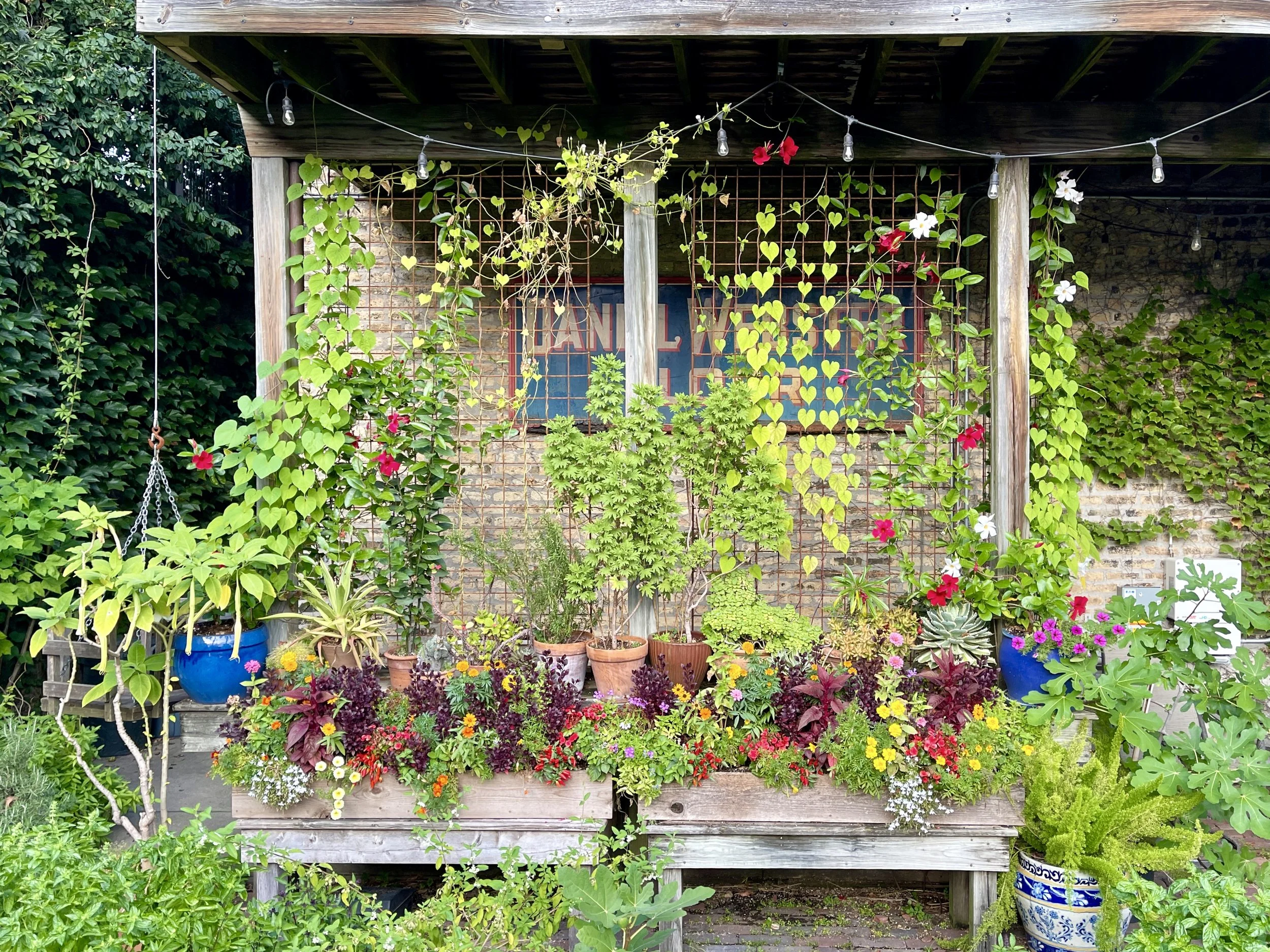Climbing vines and potted plants on the back porch of the Bayless home