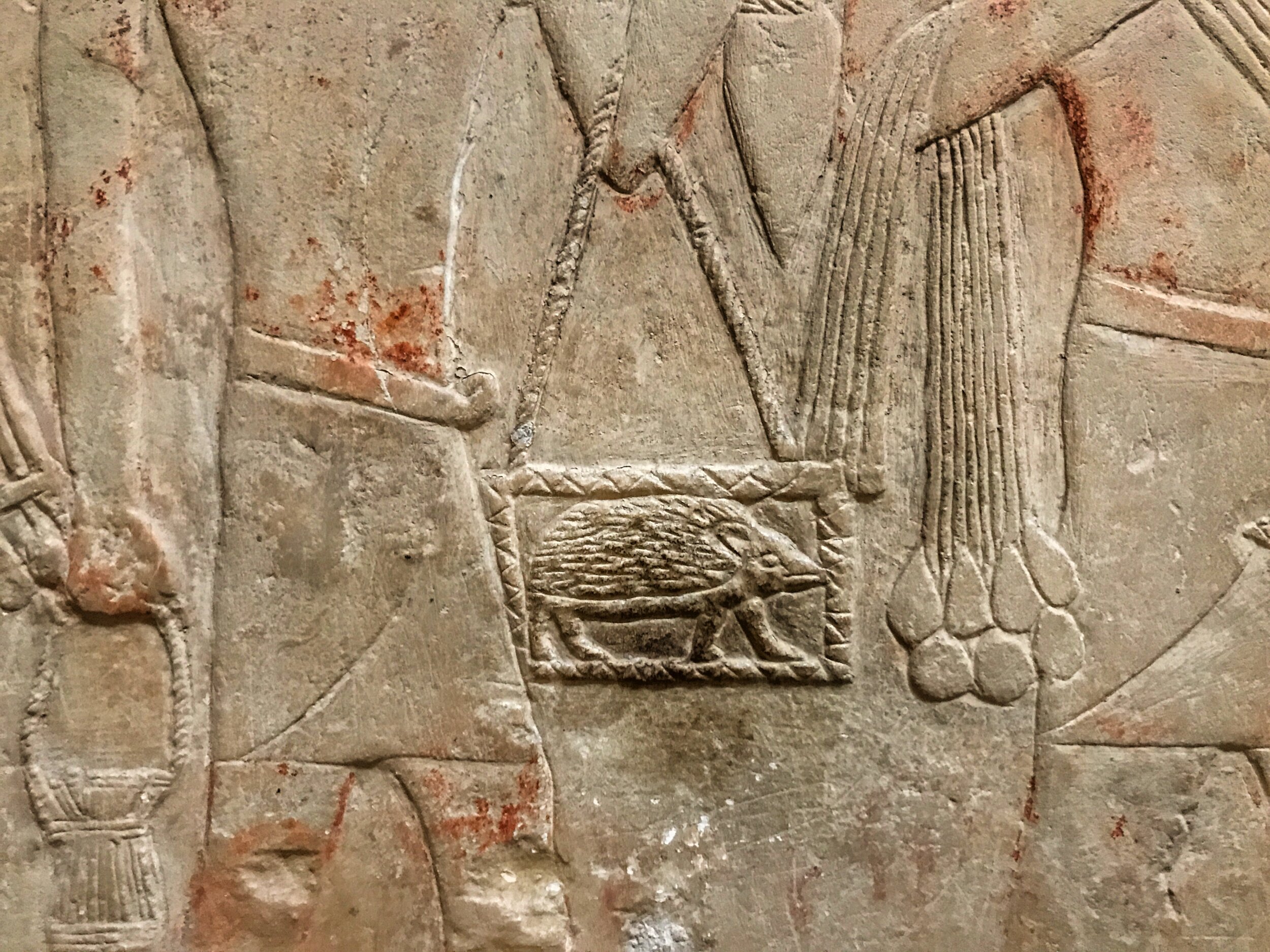 We hope this hedgehog was going to be a pet — and not a sacrifice