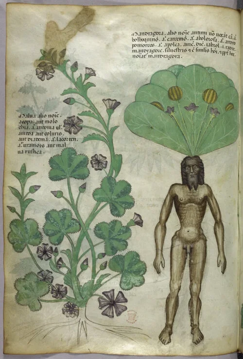 Mandrakes were popular inclusions in medieval manuscripts.