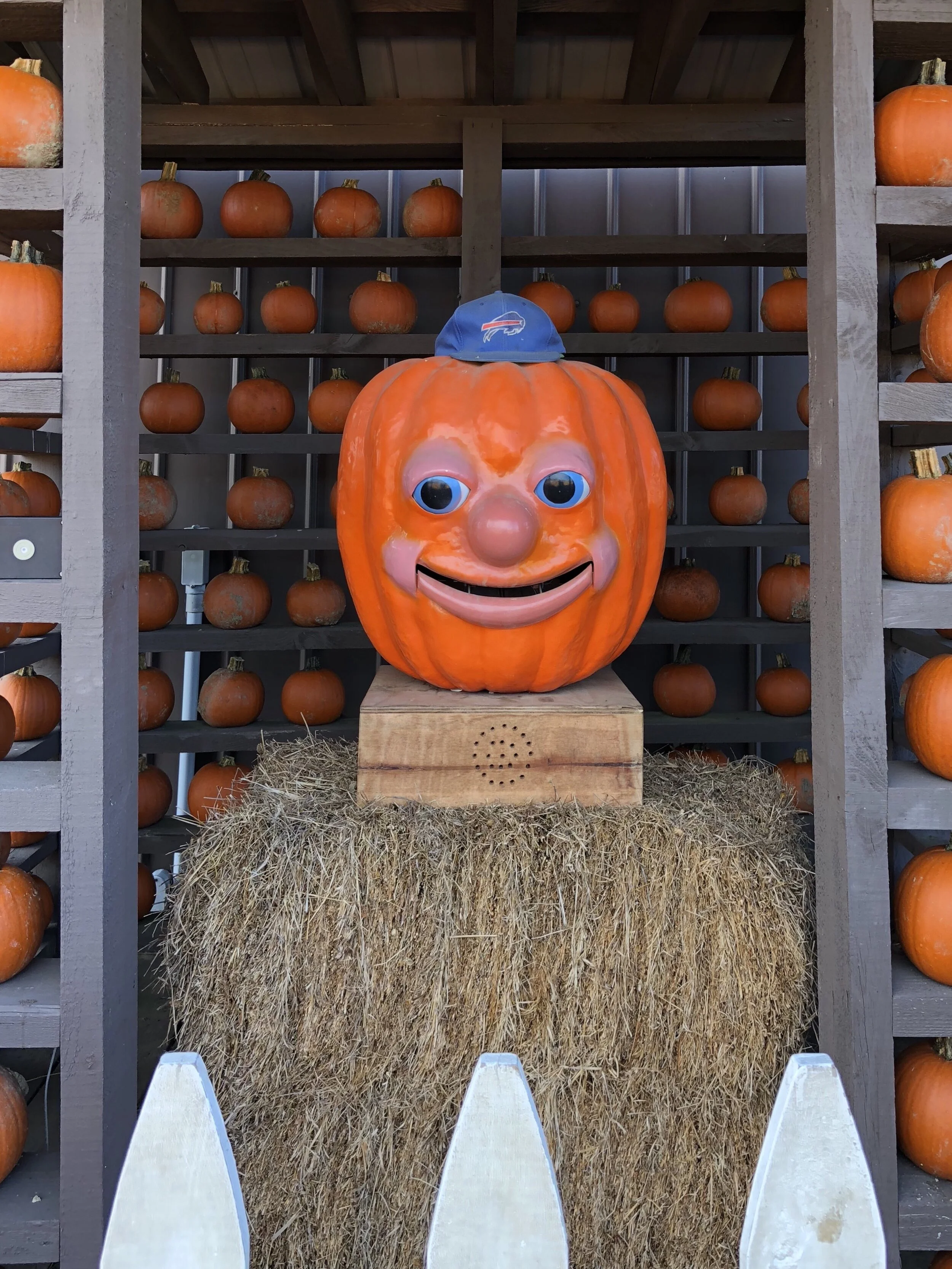 Our favorite fall tradition: visiting Pumpkinville in Ellicottville, New York, with its a-maize-ing corn maze