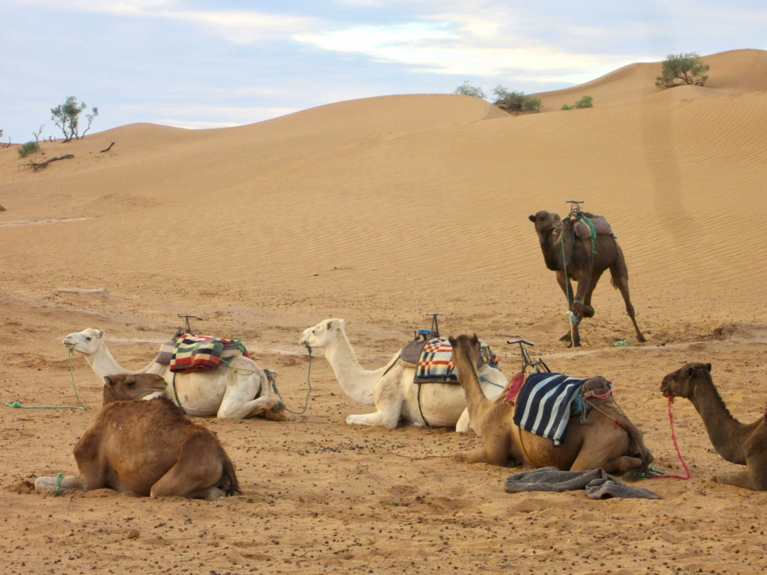 Camels aren’t the most pleasant creature to ride upon.