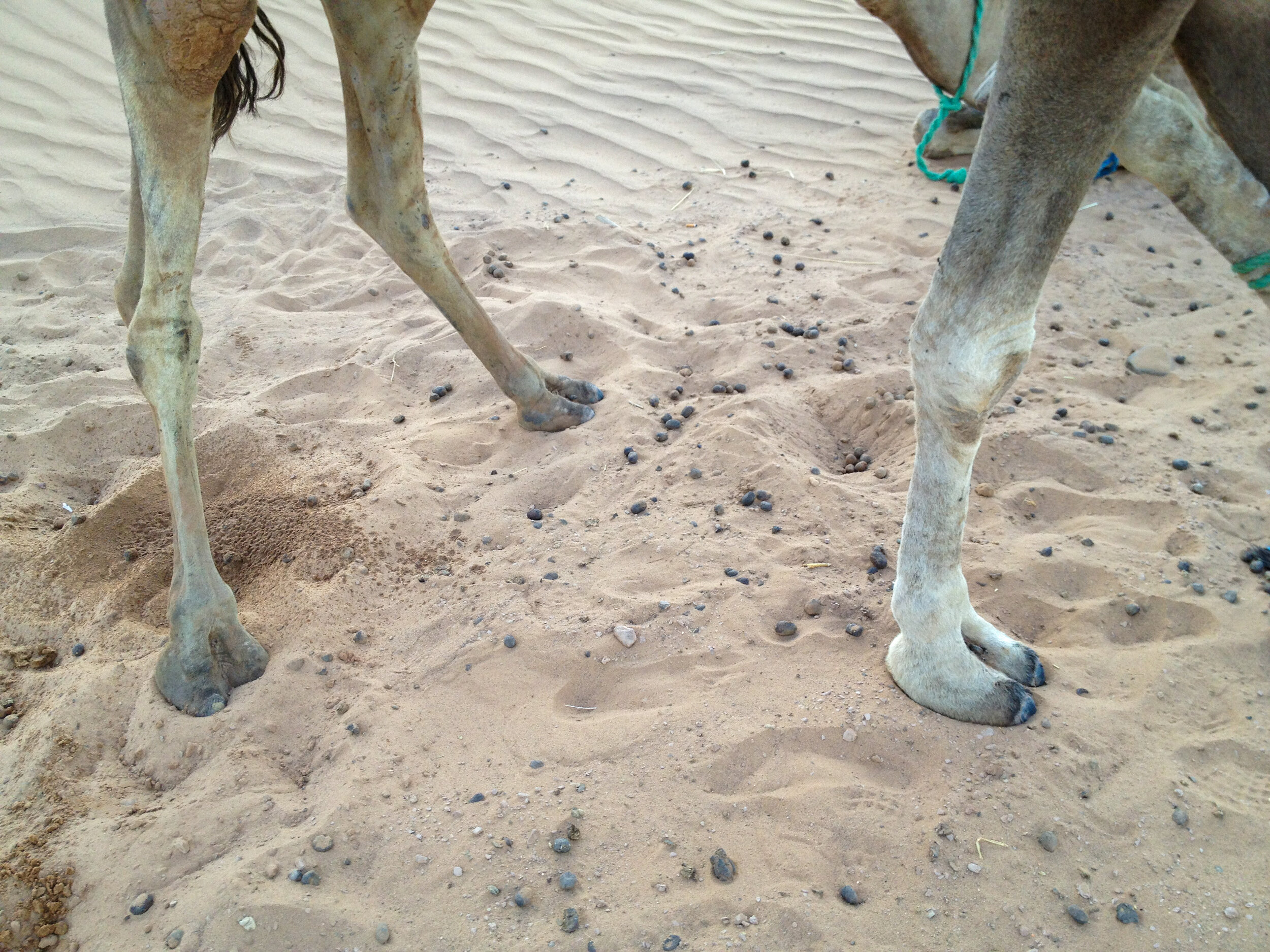 Obligatory cameltoe pic