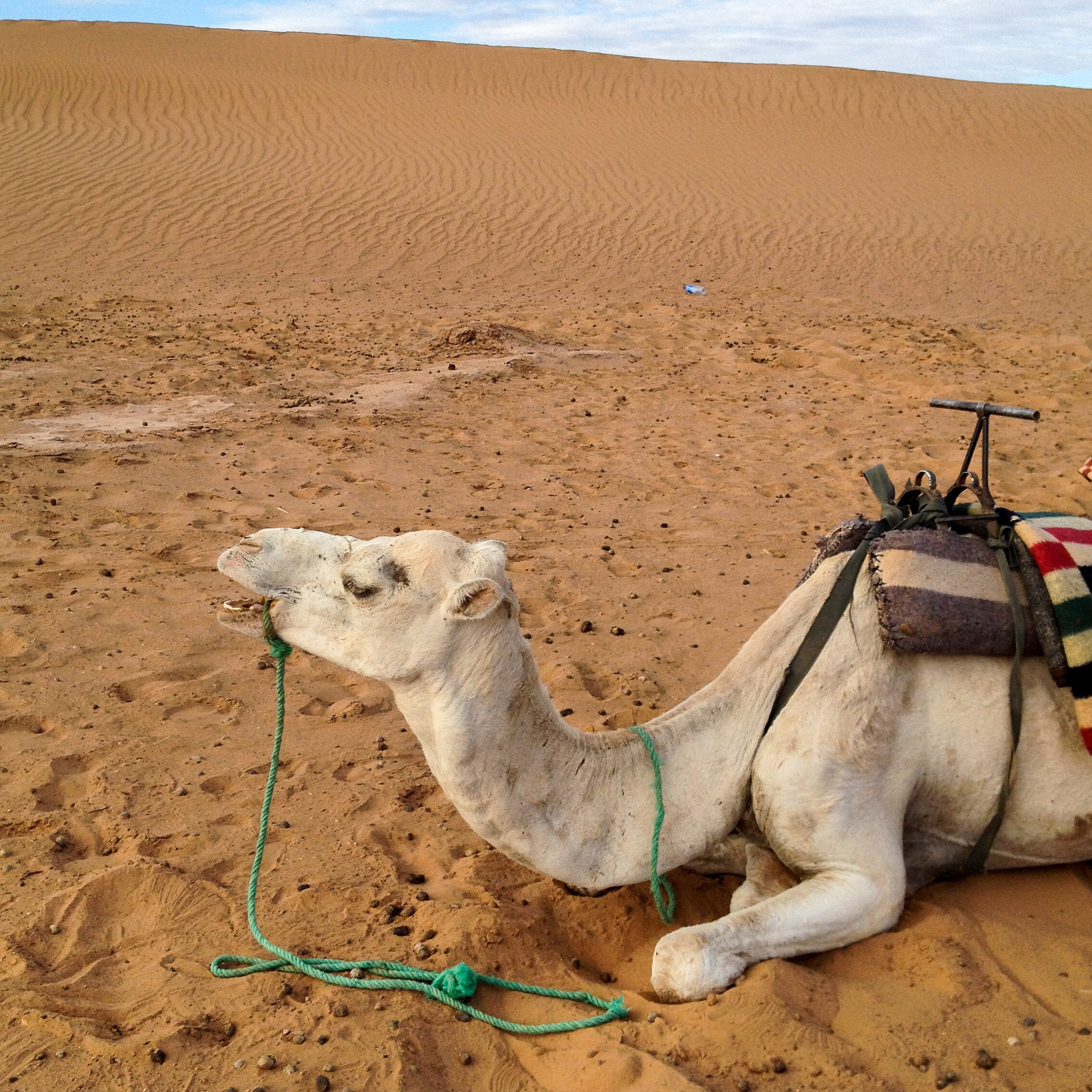 Camels spit and eat shit, and riding them is a bit like being on a slow-mo mechanical bull.