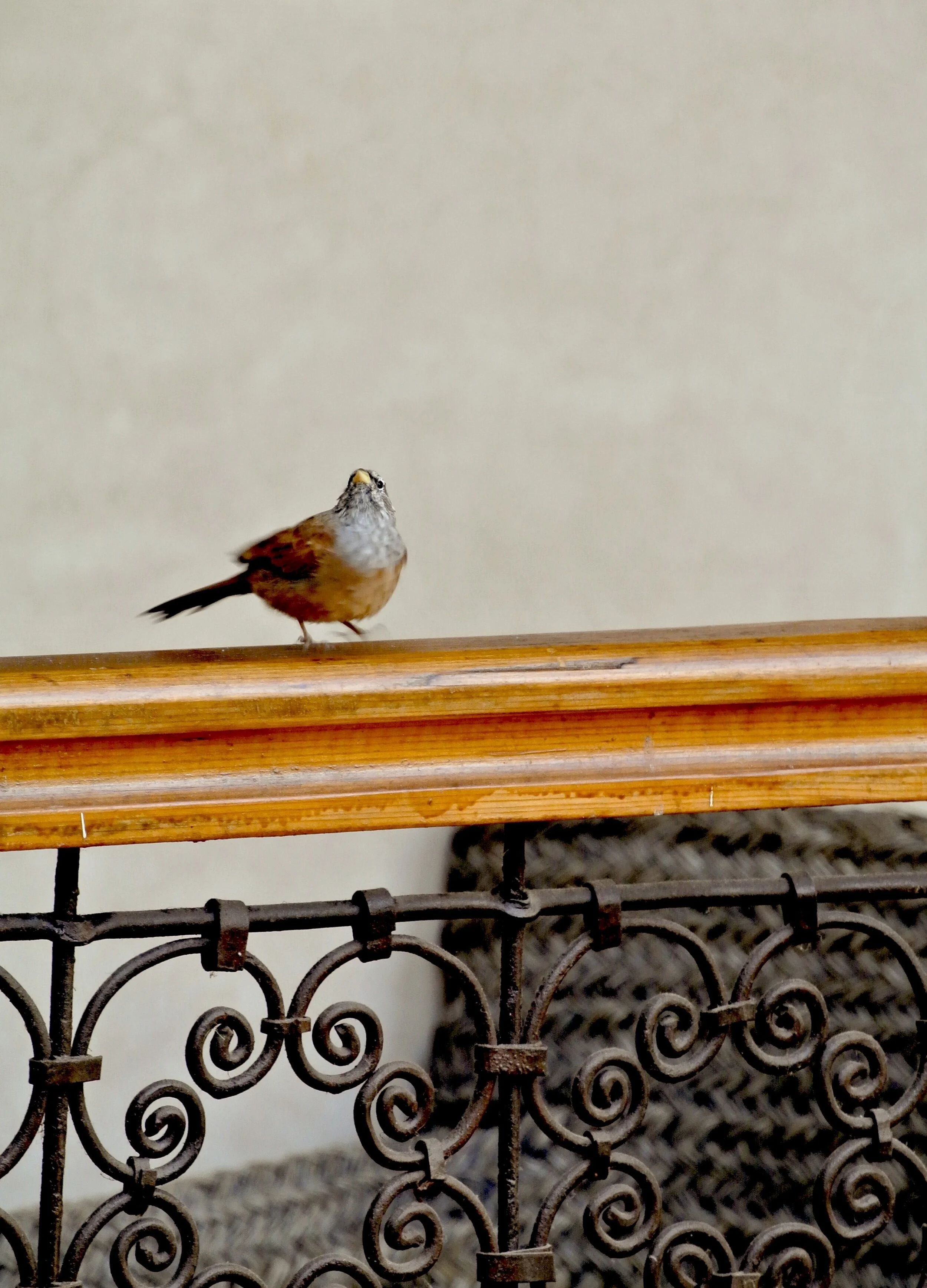 A bird in the home is good luck, our host tells us — and a not-too-uncommon occurrence with the open-air central courtyard.