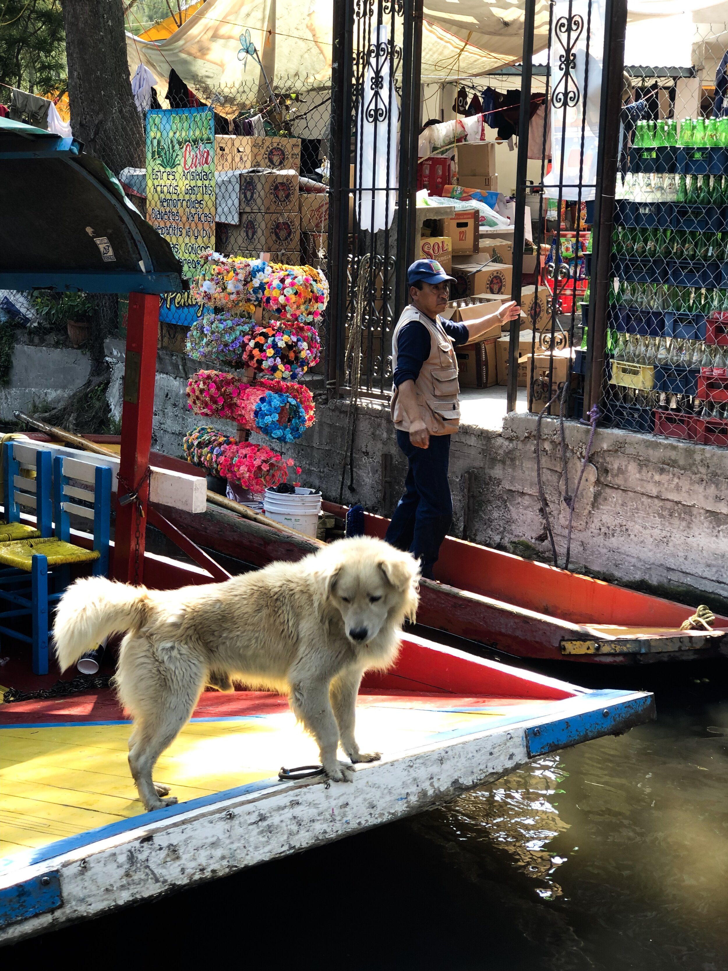 This perro hopped from boat to boat in search of food and affection.