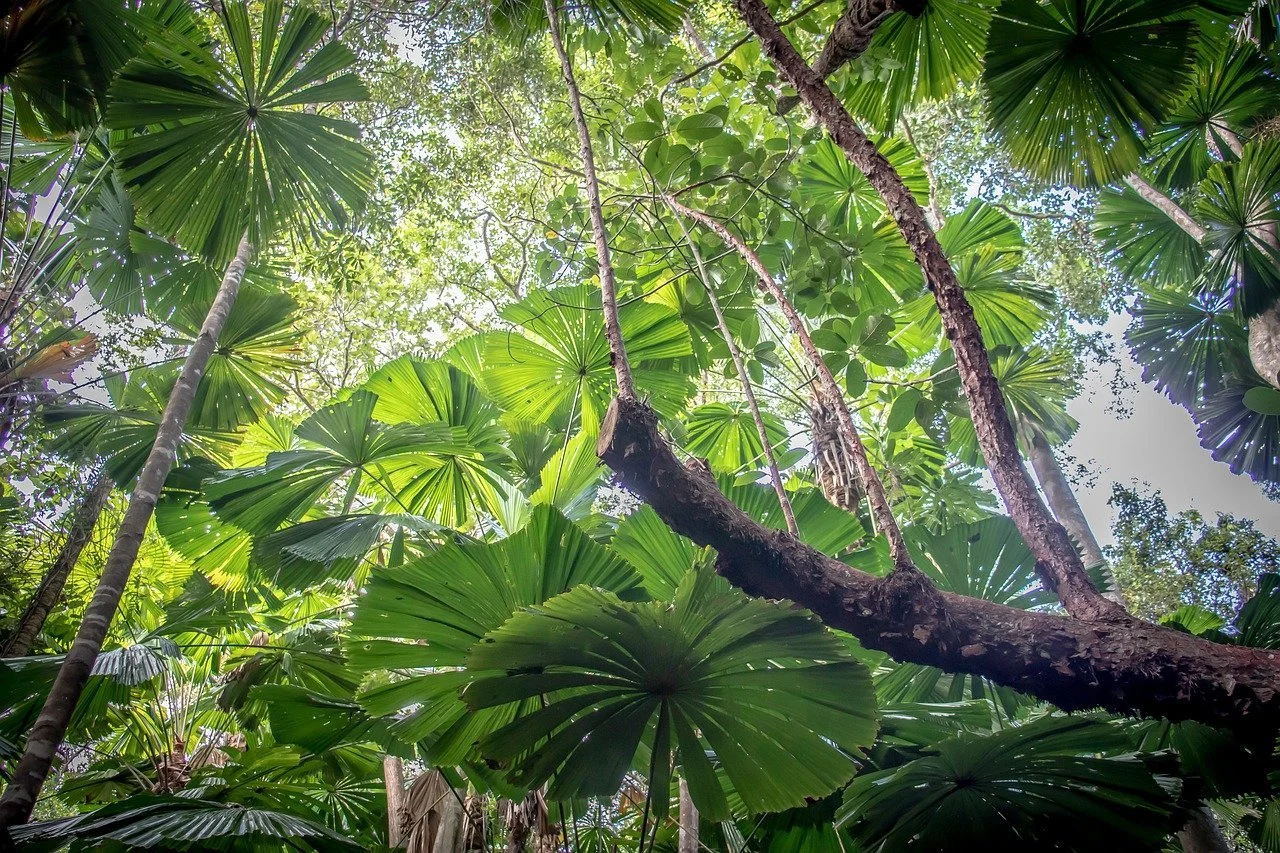 4 Unforgettable Experiences in Palm Cove, Australia