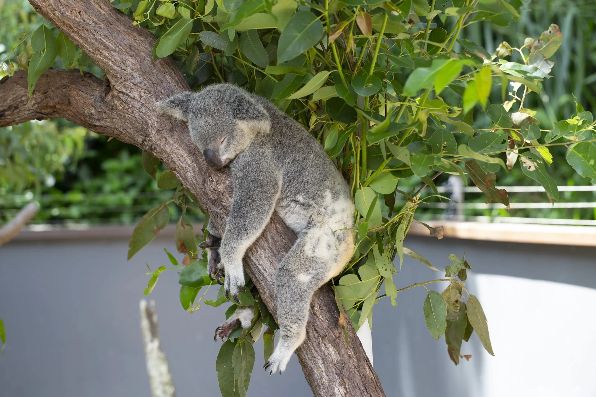 Koala bear