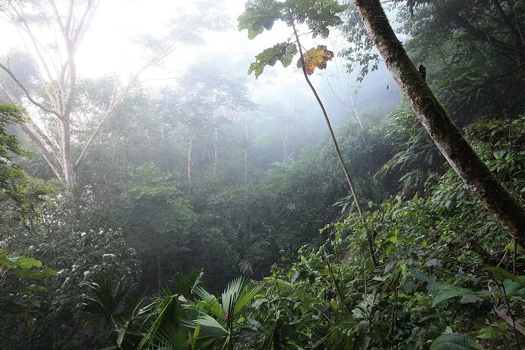 Preserving the Magic of the Amazon