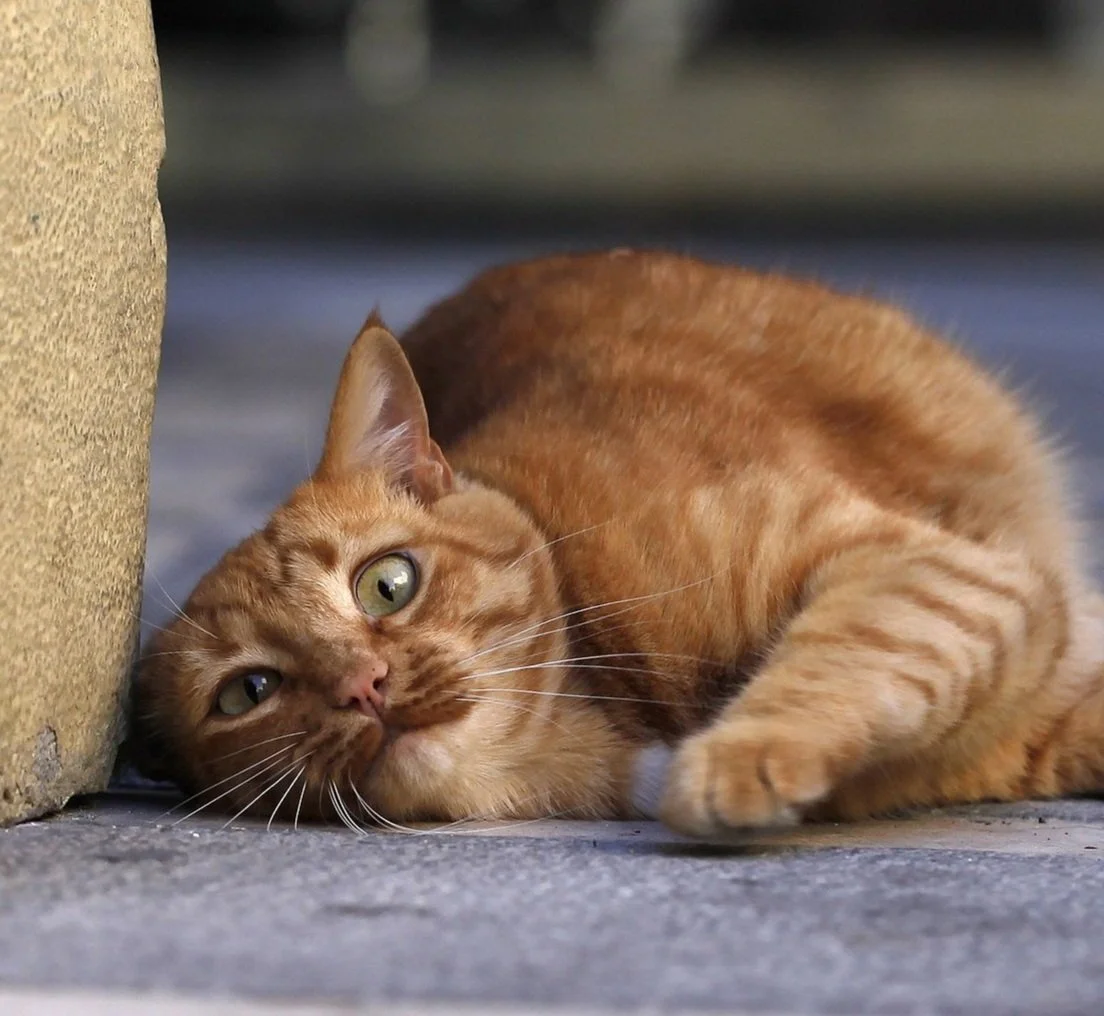 Improve Your Spanish With These 32 Fun Animal Idioms