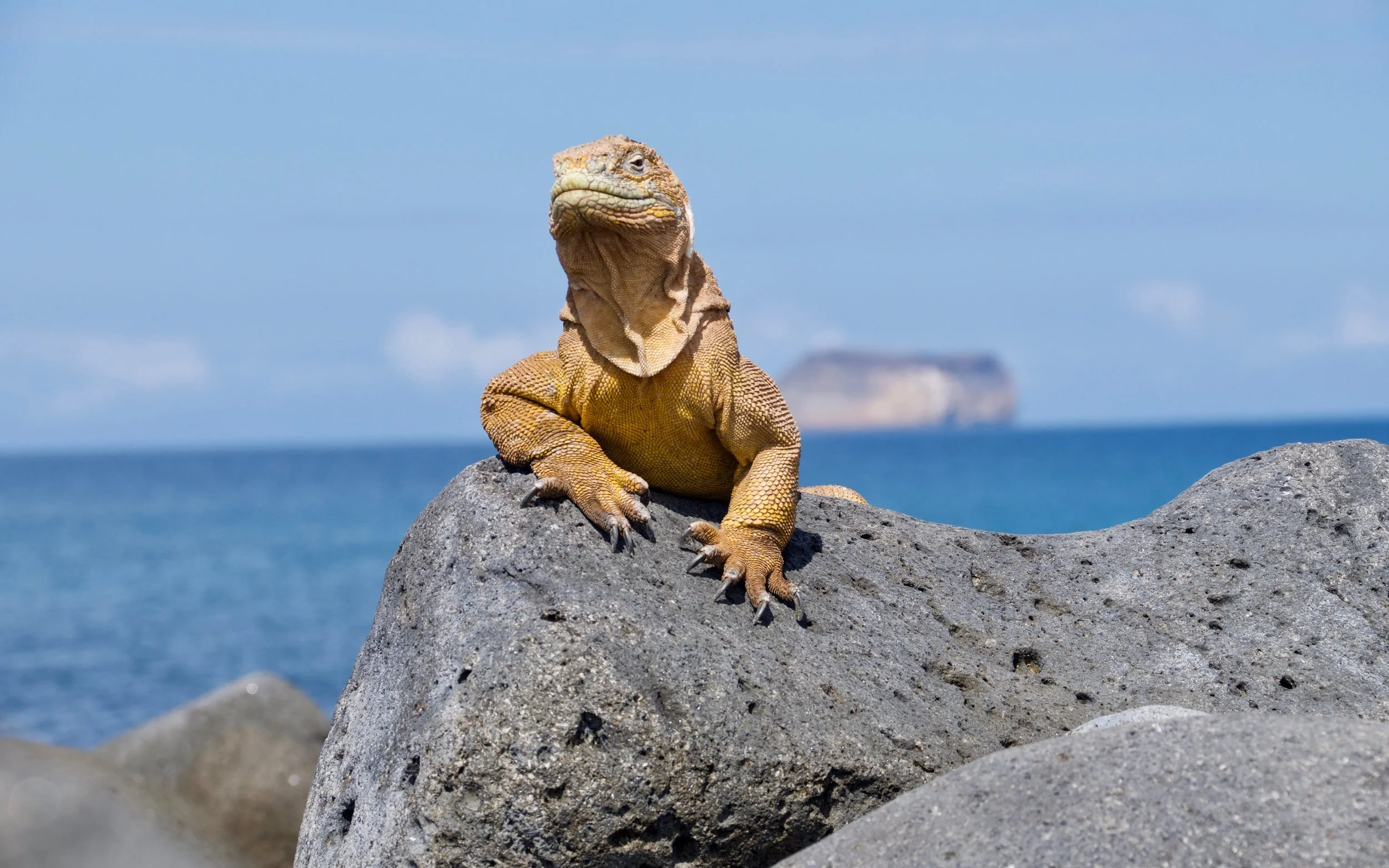 6 of the Most Unforgettable Galápagos Attractions