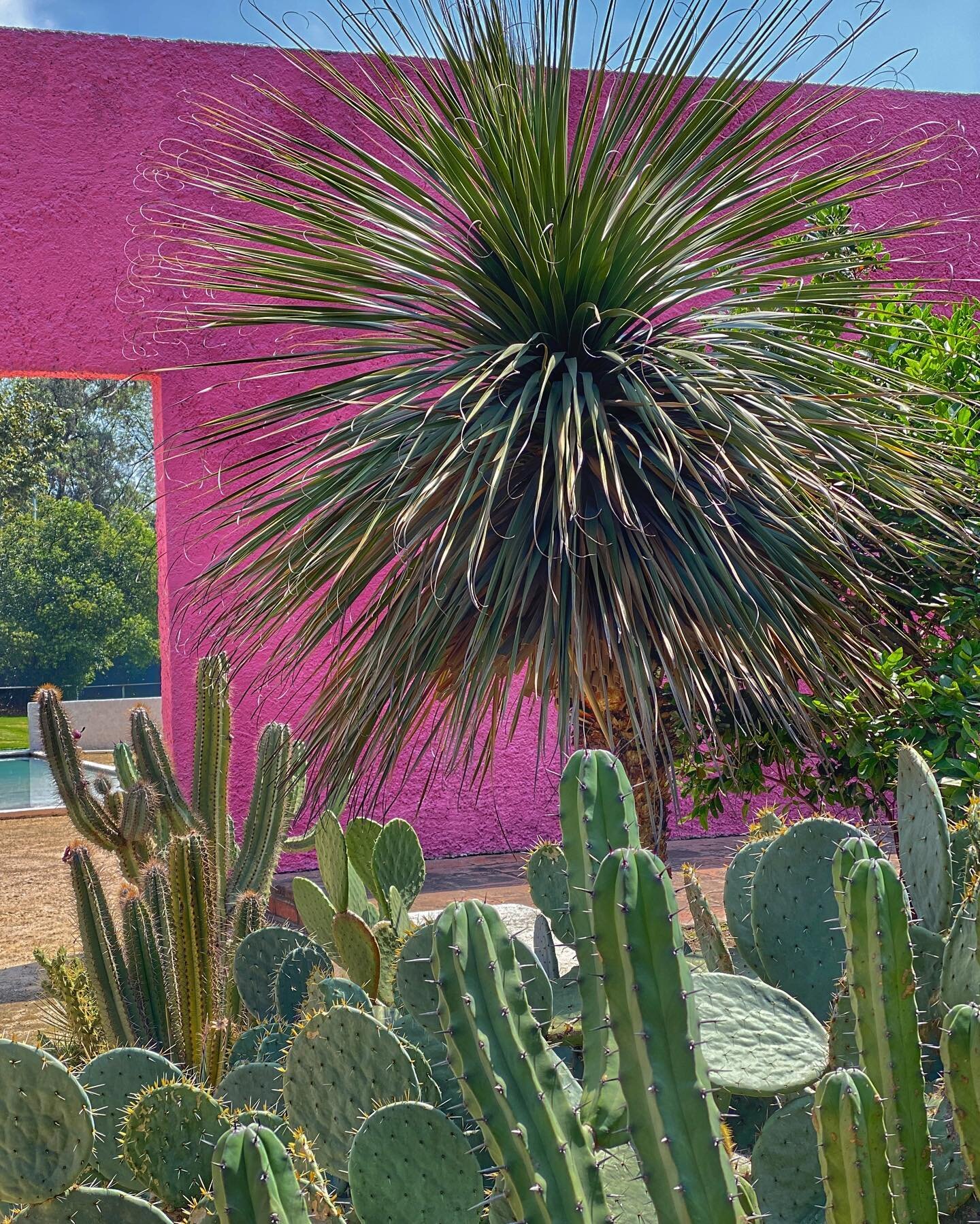 Pretty in Pink. #cuadrasancristobal, designed by #barrag&aacute;n, is a #modernarchitecture masterpiece. Its bright magenta walls complement the native cacti and palms and enclosed pastures for #horses. While there, @chiduke and I met a #schnauzer na